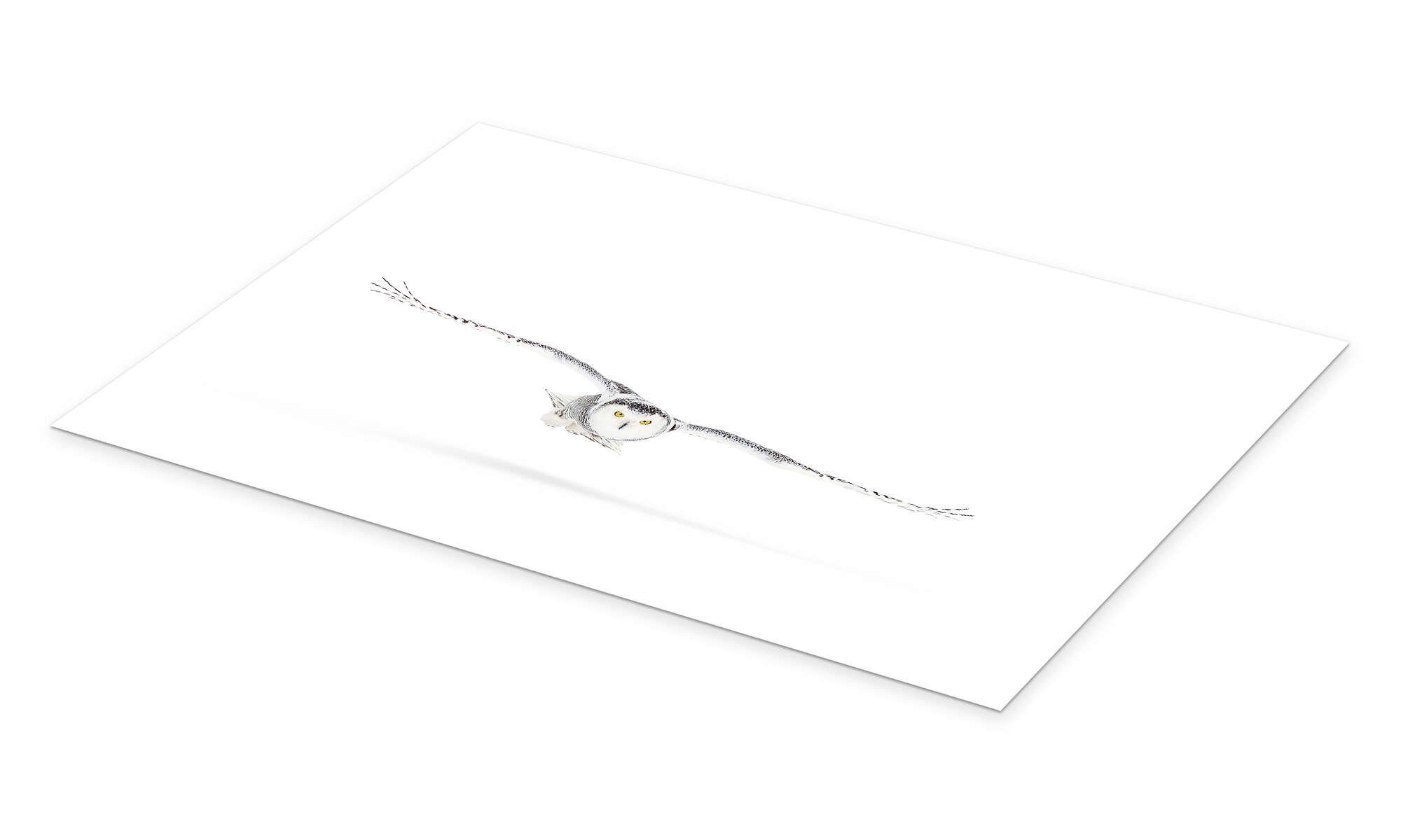 Posterlounge Wandbild Schnee-Eule auf der Jagd, Jim Cumming, erhältlich als Poster, Leinwandbild, Wandsticker oder Acrylglasbild