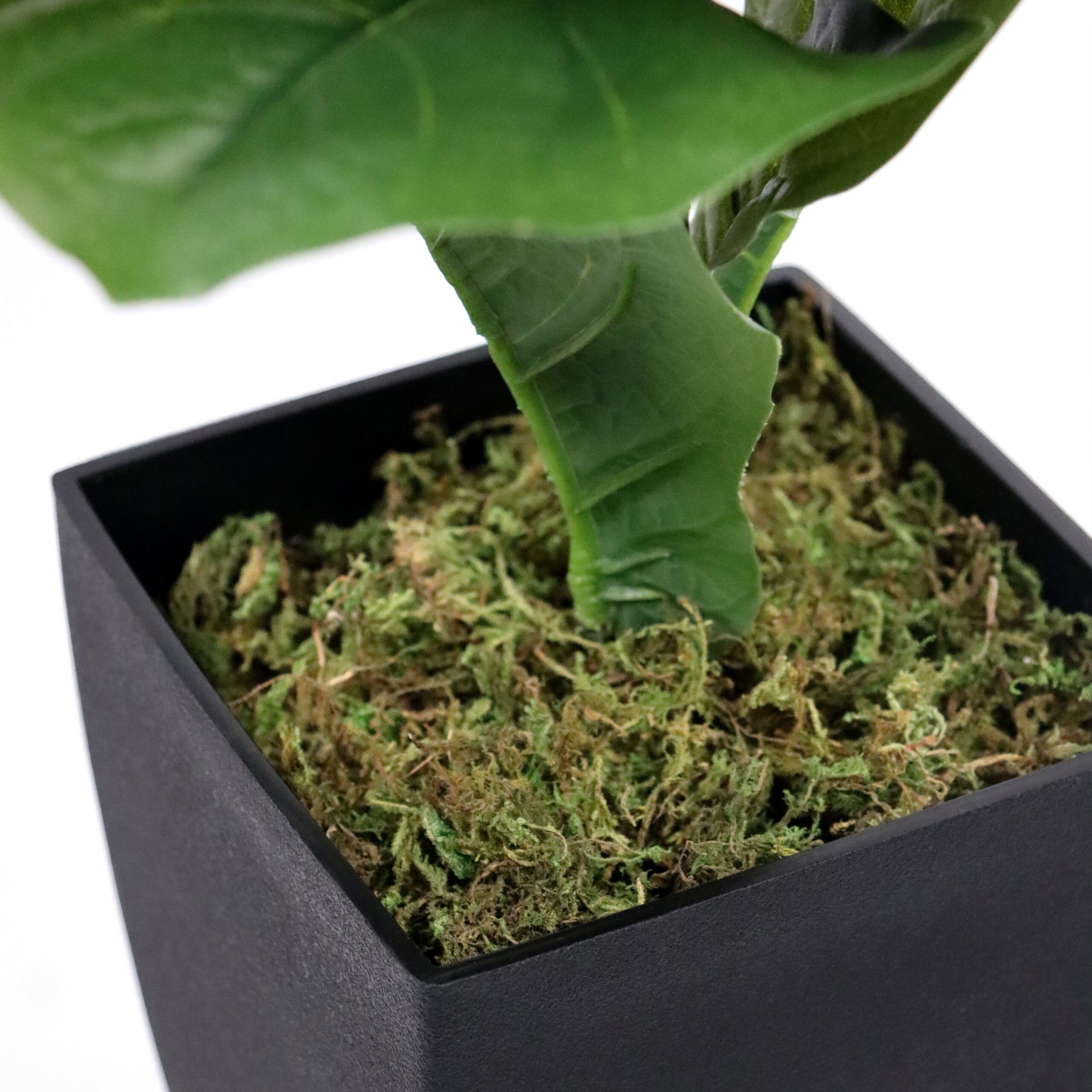 Kunstpflanze LYRATA Künstliche Pflanze Höhe 80.0 cm Feige Feige, hjh OFFICE, Höhe 80.0 cm, Künstliche Pflanze Zimmerpflanze Geigen-Feige, Ficus Lyrata
