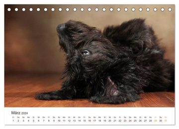 CALVENDO Wandkalender Welpenblicke (Tischkalender 2024 DIN A5 quer), CALVENDO Monatskalender