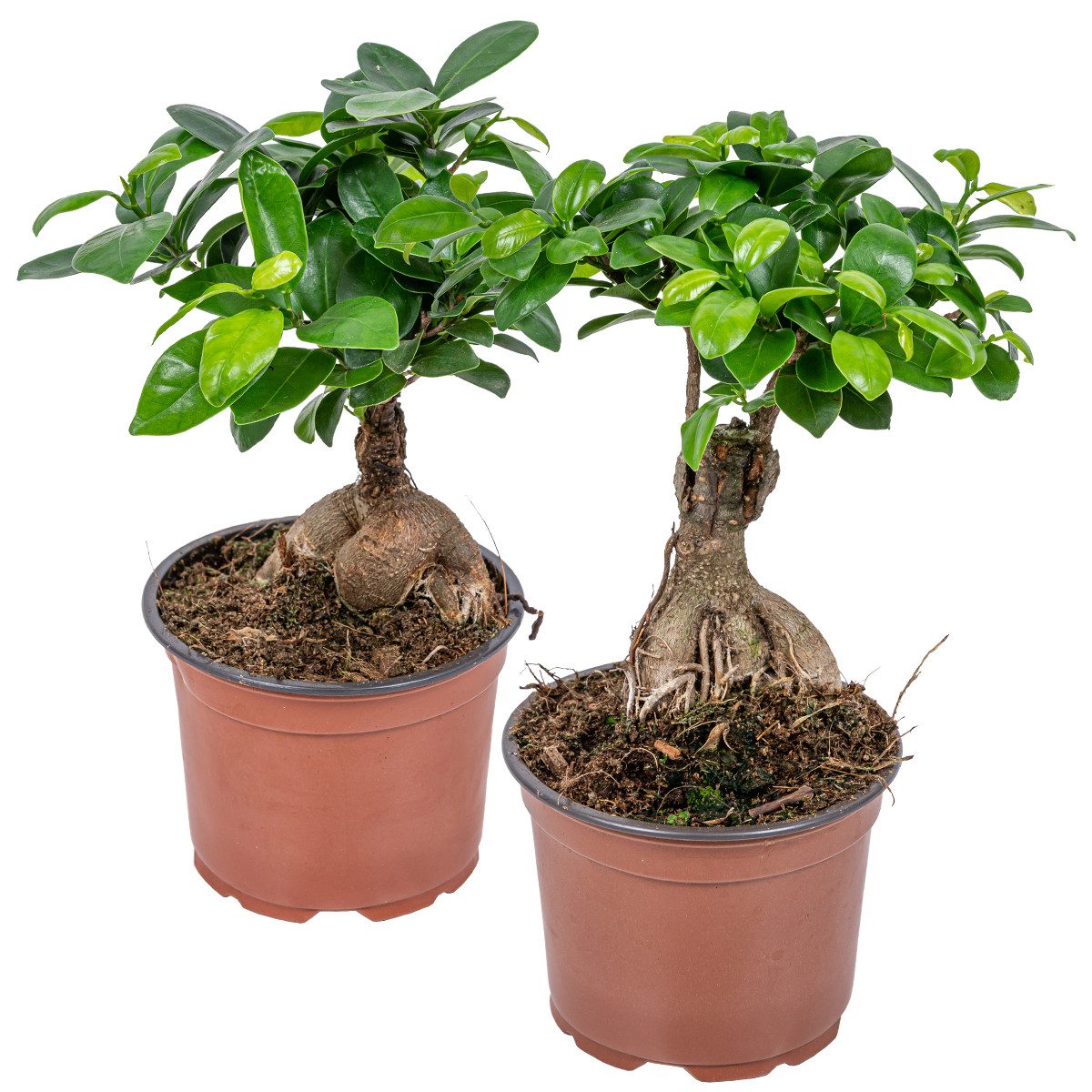 Bloomique Zimmerpflanze Bloomique - 2er Set - Ficus Ginseng - Bonsai Baum - Zimmerpflanzen - P, 2 St.