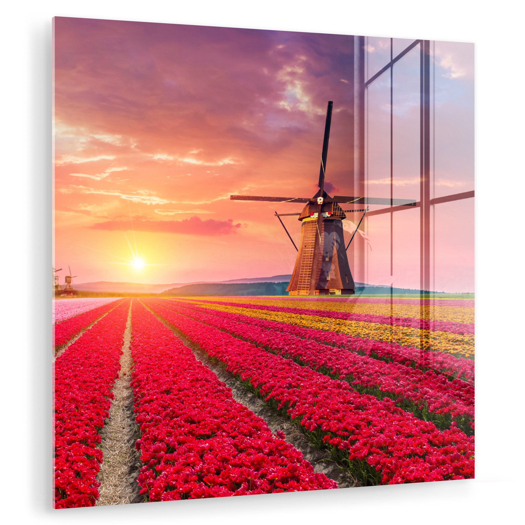 MuchoWow Acrylglasbild Blumen - Tulpen - günstig online kaufen