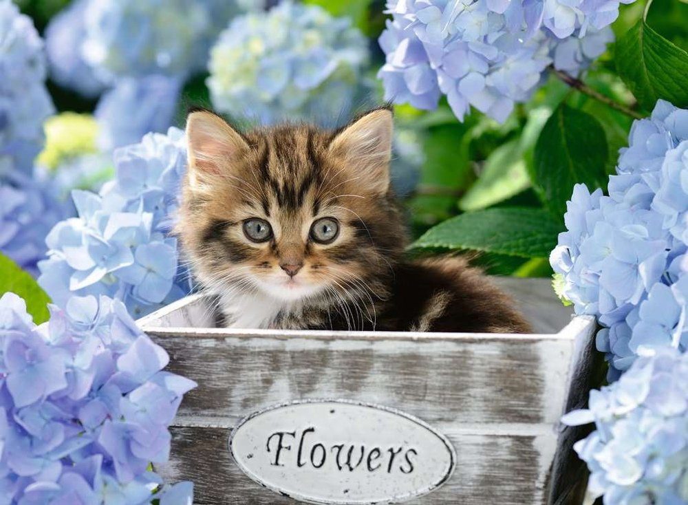 Ravensburger Puzzle 300 Teile Ravensburger Kinder Puzzle XXL Kleine Katze 1 günstig online kaufen