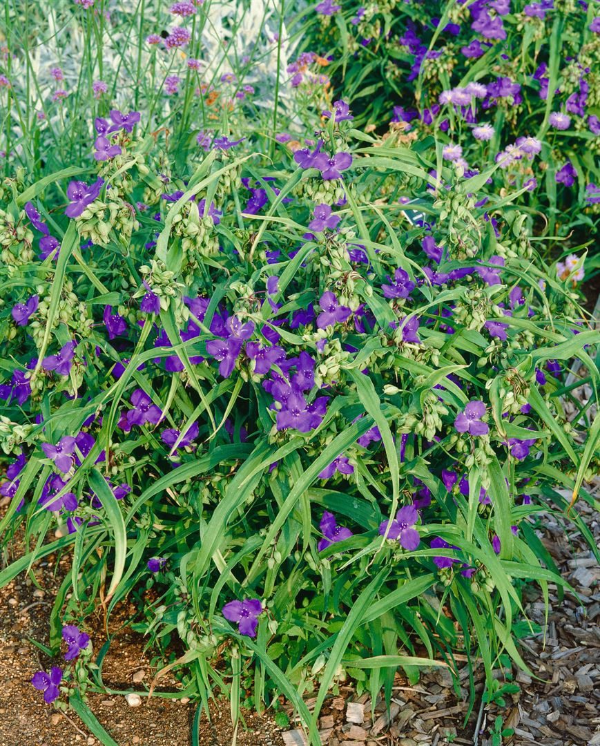 Pflanzen für Dich Staude Tradescantia anders. Zwanenburg Blue, 1 St., Dreimasterblume