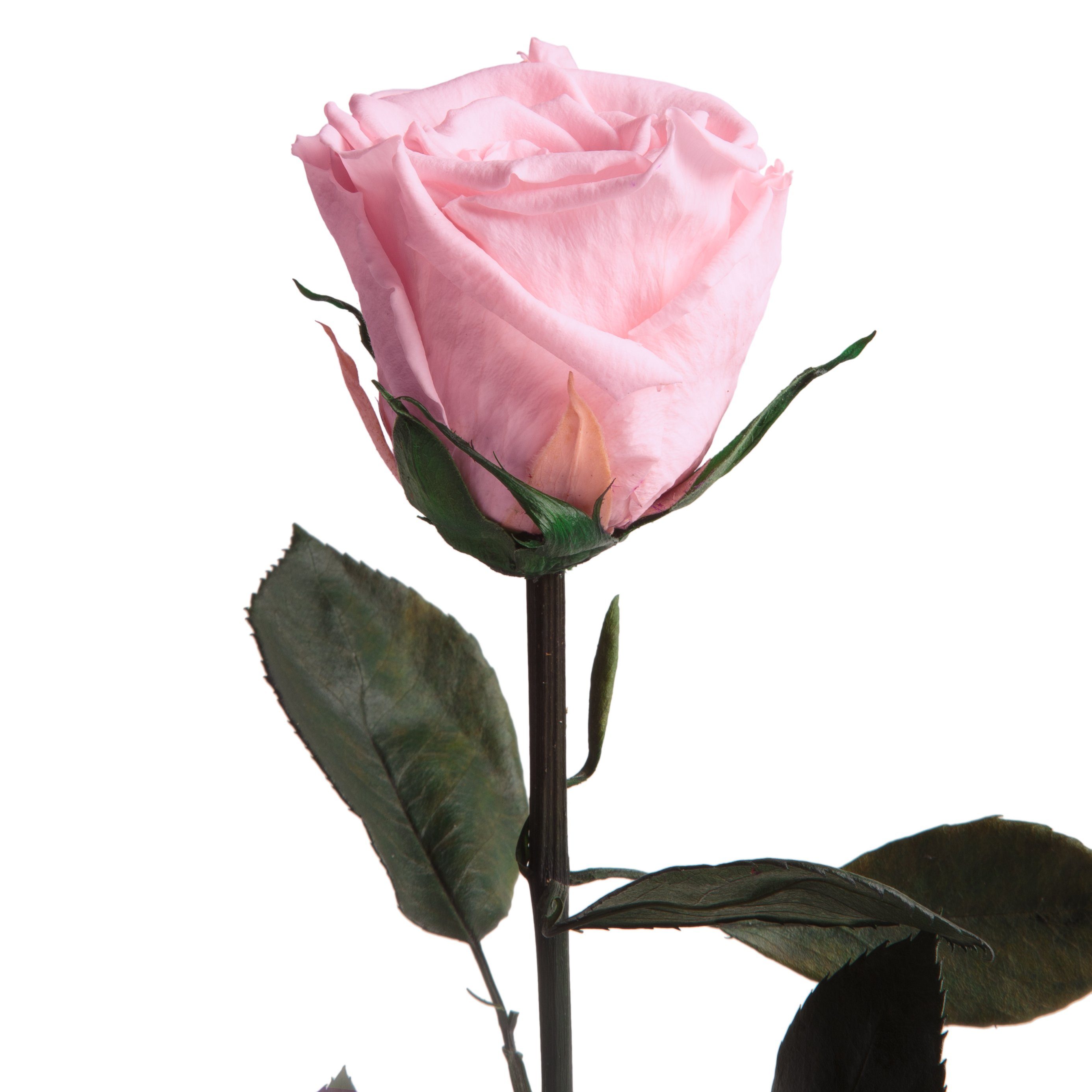 Kunstblume Ewige Rose konserviert mit Stiel echte haltbare Blume Rose, ROSEMARIE SCHULZ Heidelberg, Höhe 30 cm, Infinity Rose, Geschenk für Frauen, Valentinstag, Made in Germany