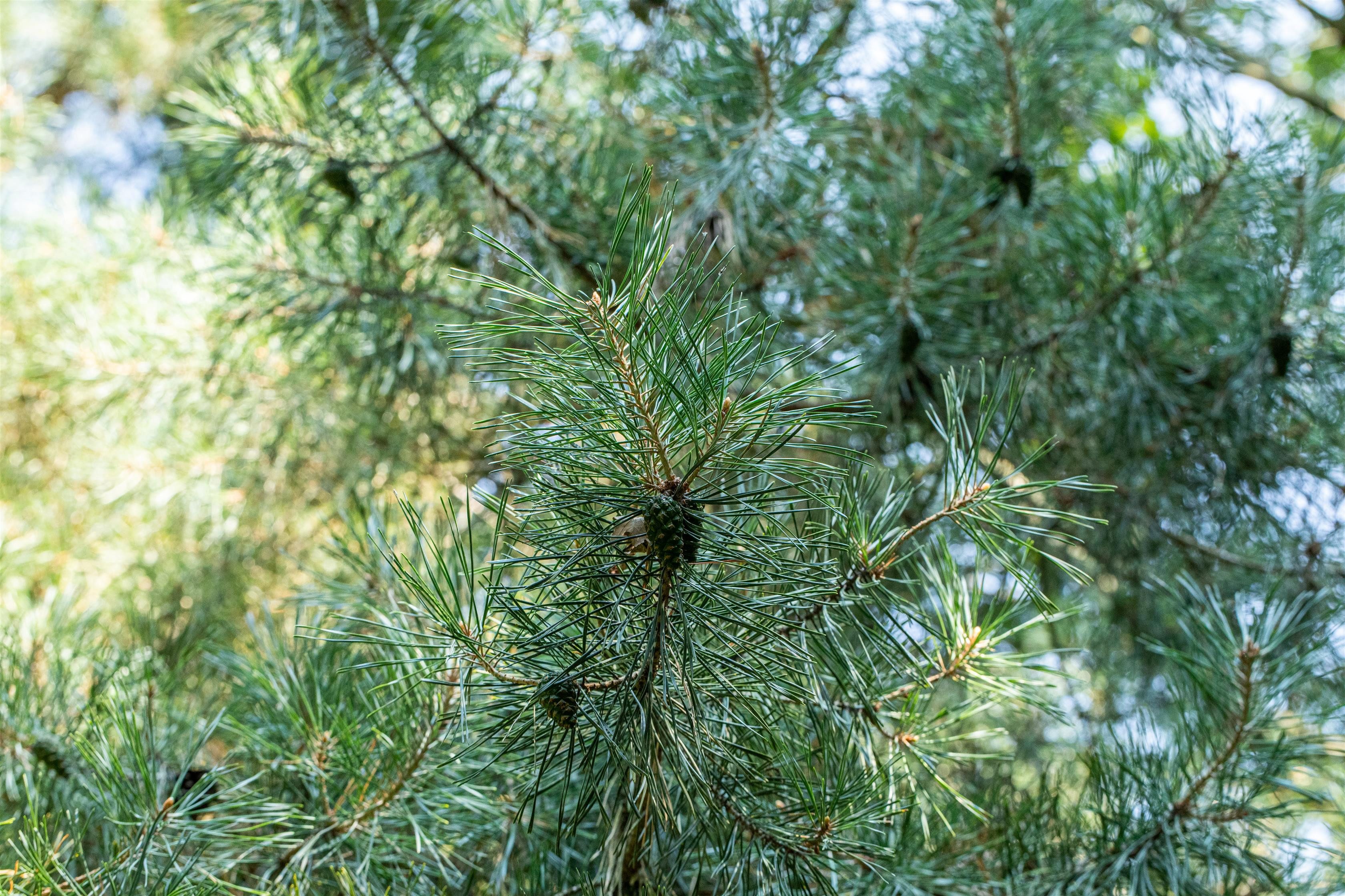 Garten von Ehren Konifere Pinus cembra, Containerware, 20-30 cm hoch