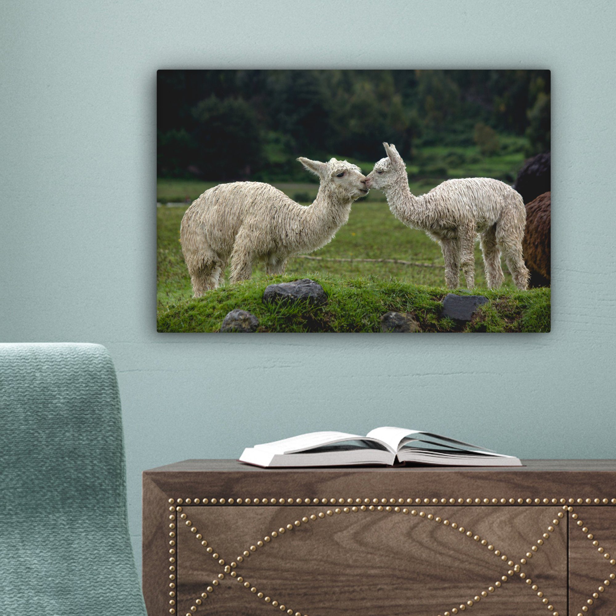 Leinwandbilder, Alpaka (1 cm - Wandbild 30x20 Pflanzen, Aufhängefertig, Leinwandbild Wanddeko, OneMillionCanvasses® Kissen - St),