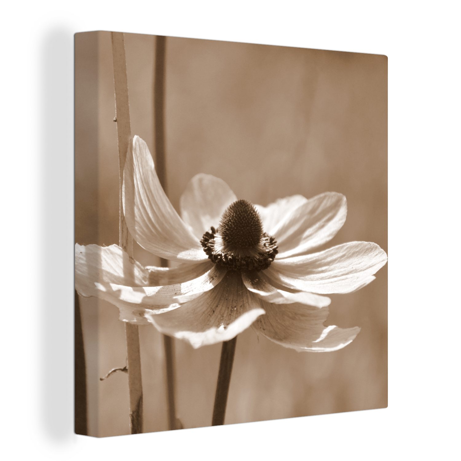OneMillionCanvasses® Leinwandbild Blume der Anemone Sepia-Fotodruck, (1 St), Leinwand Bilder für Wohnzimmer Schlafzimmer bunt