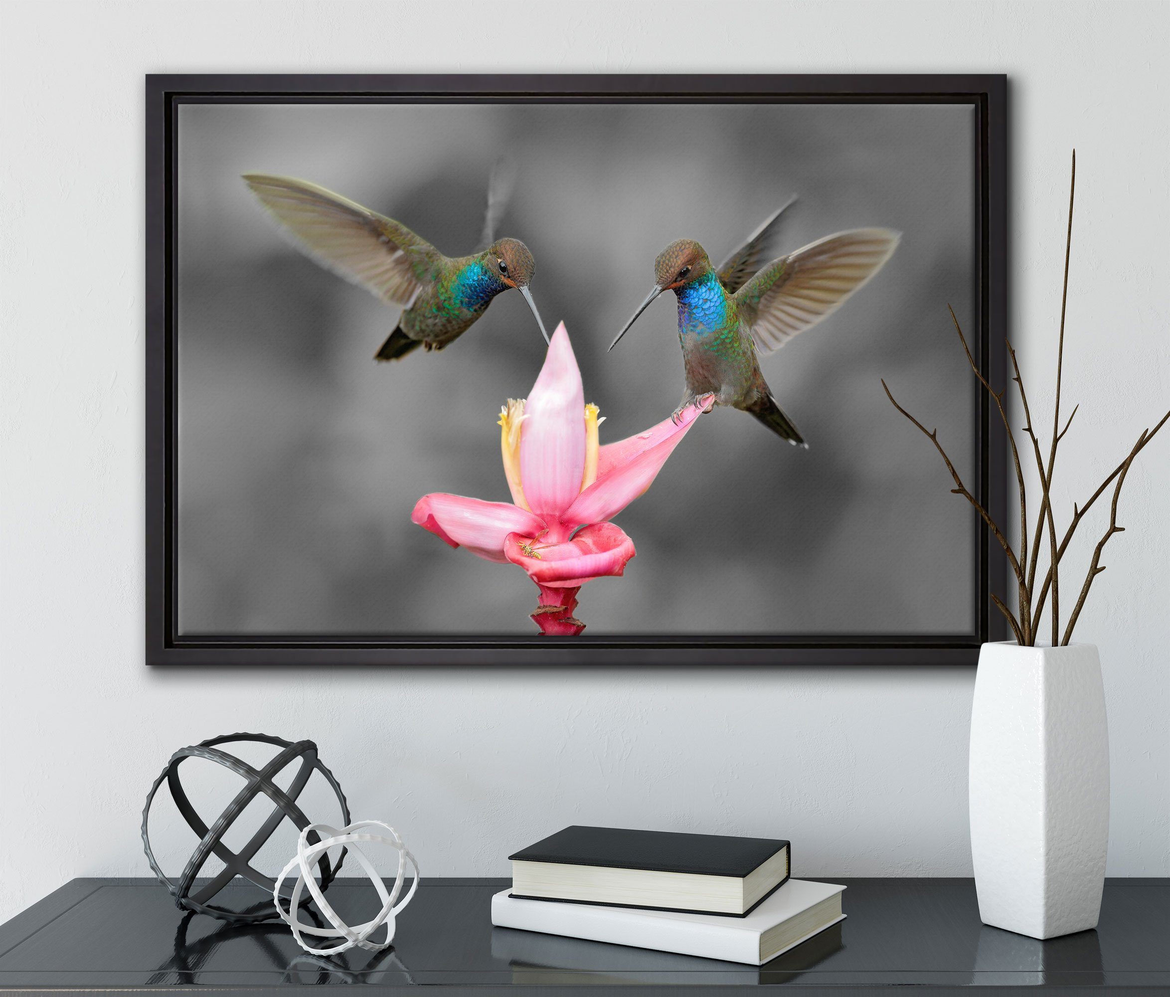 einem Kolibris den Zackenaufhänger bespannt, Tropen, Wanddekoration Schattenfugen-Bilderrahmen in gefasst, Leinwandbild fertig inkl. (1 Leinwandbild St), in Pixxprint