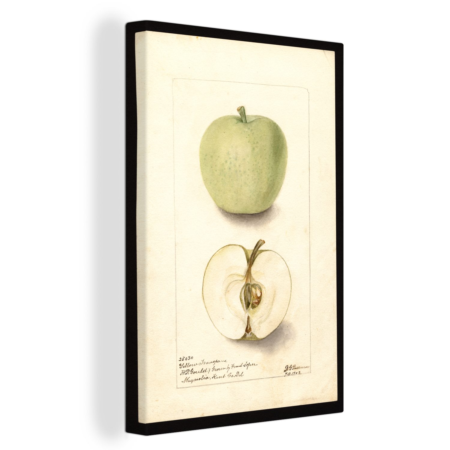 OneMillionCanvasses® Leinwandbild Malus domestica, Trenton Early apple - Gemälde von Deborah Griscom, (1 St), Leinwandbild fertig bespannt inkl. Zackenaufhänger, Gemälde, 20x30 cm