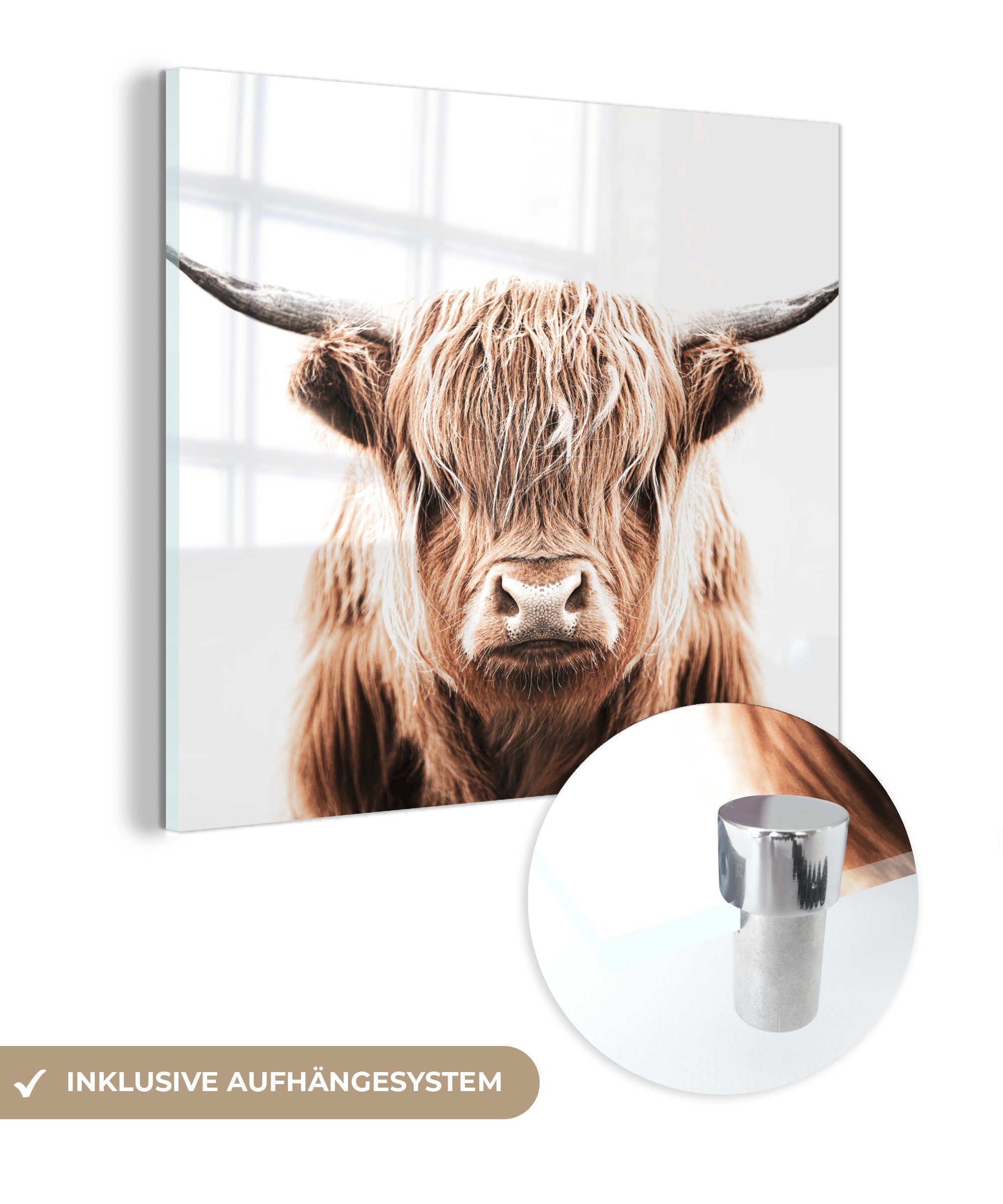 MuchoWow Acrylglasbild Tiere - Schottischer Highlander - Kuh, (1 St), Glasbilder - Bilder auf Glas Wandbild - Foto auf Glas - Wanddekoration