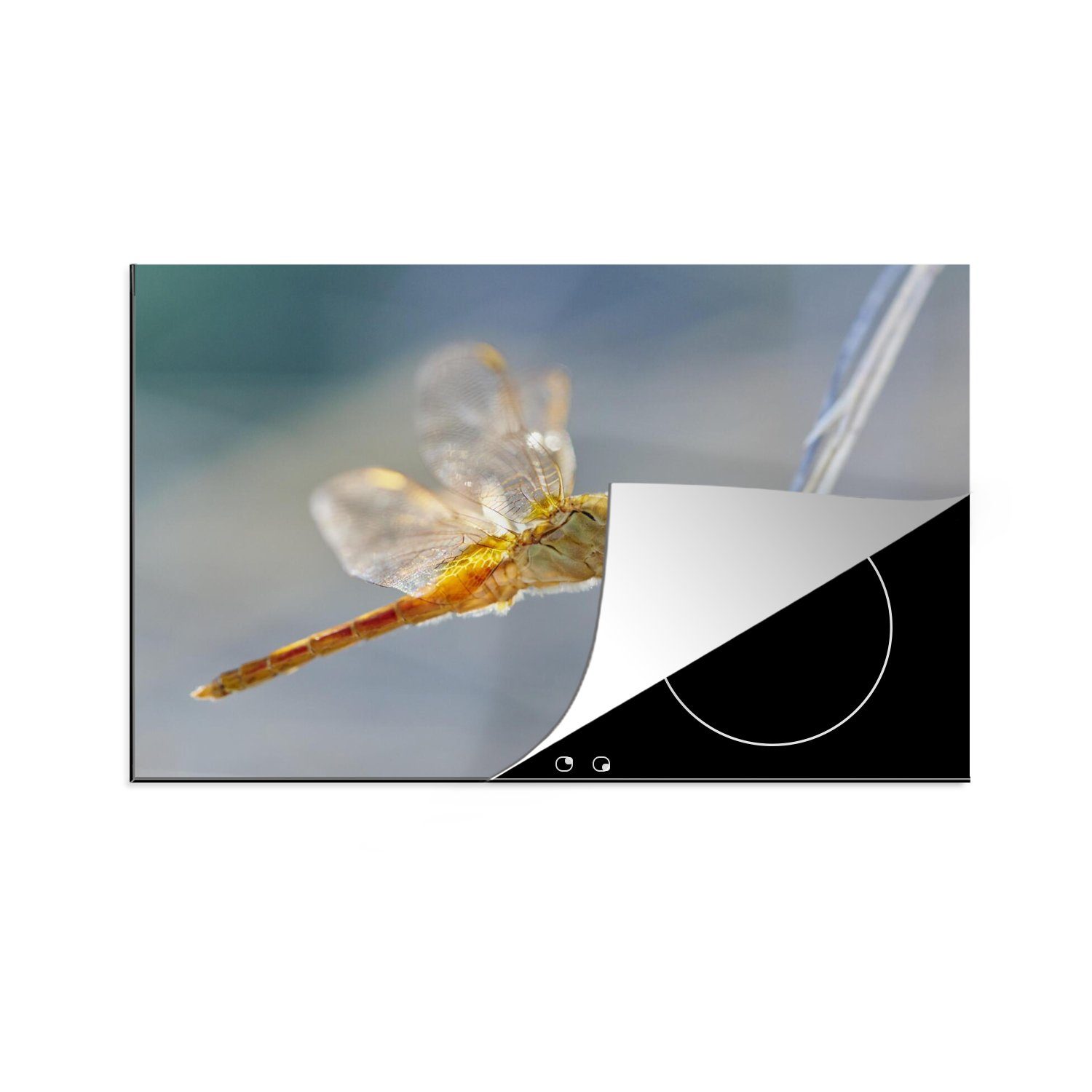 MuchoWow Herdblende-/Abdeckplatte Libelle auf einem Sprite in der Camargue, Vinyl, (1 tlg), 81x52 cm, Induktionskochfeld Schutz für die küche, Ceranfeldabdeckung