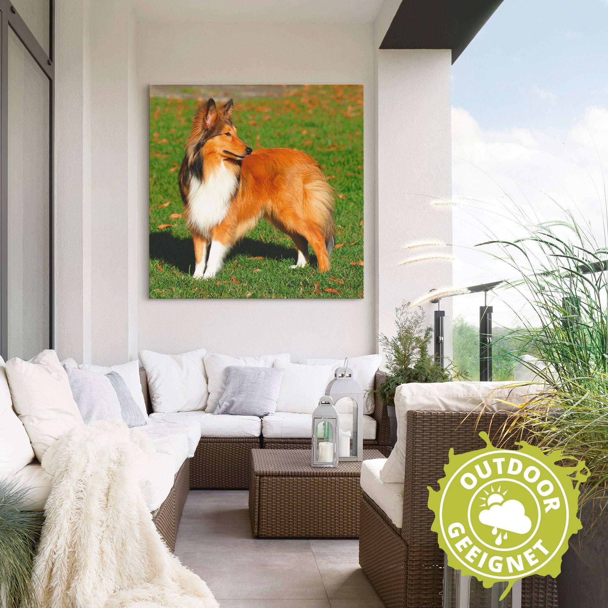 versch. als Poster Alubild, (1 Wandaufkleber Wandbild oder Artland in Größen Leinwandbild, Haustiere St), Amerikanischer Collie,