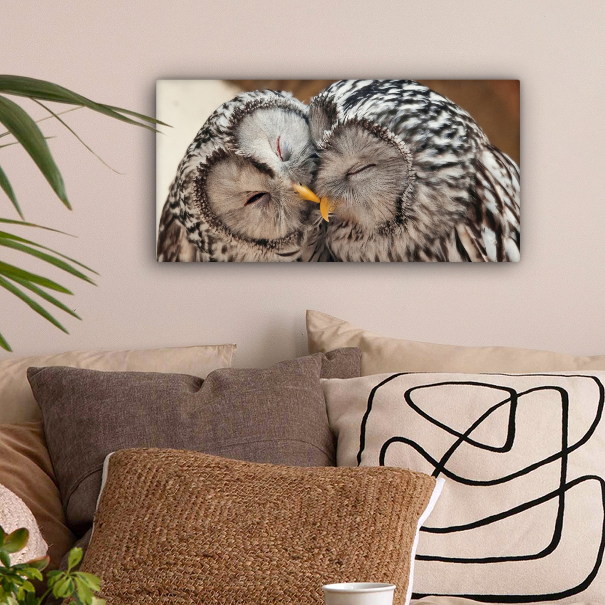 OneMillionCanvasses® Leinwandbild Panorama Eulen - Vögel günstig online kaufen