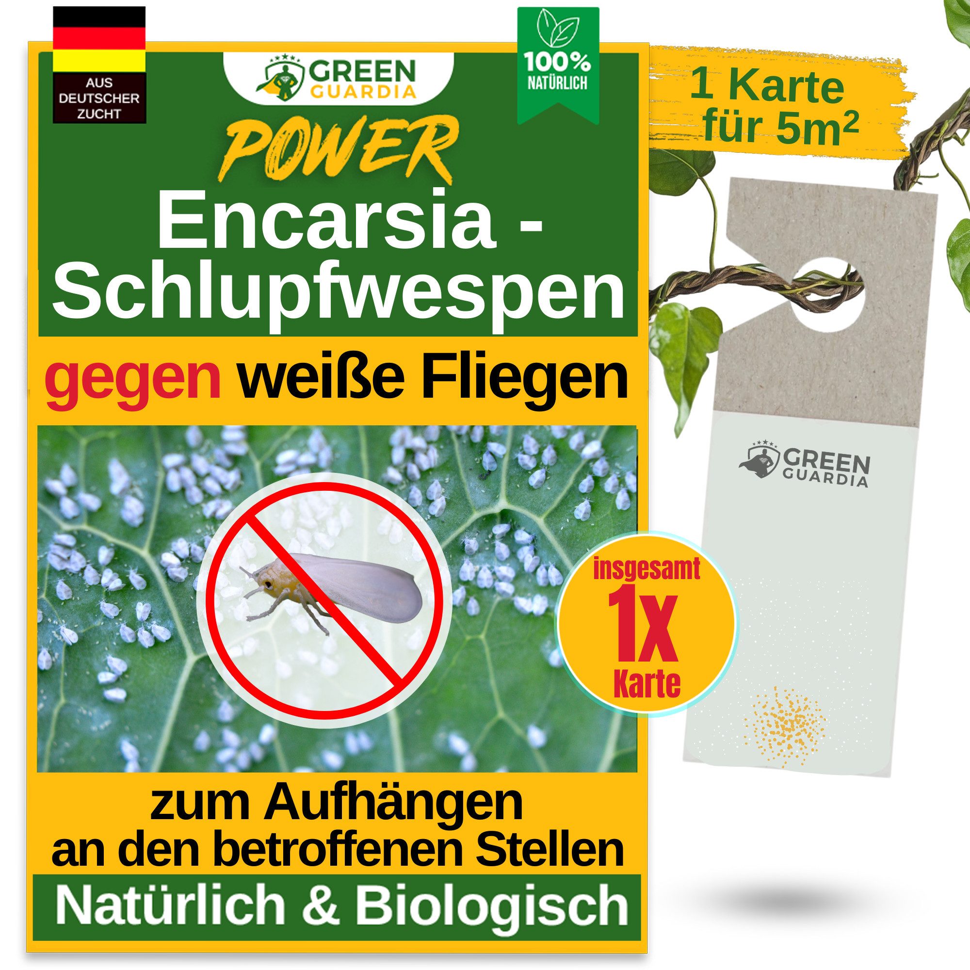 Insektenvernichter Encarsia Schlupfwespen gegen weiße Fliegen - ohne Chemie