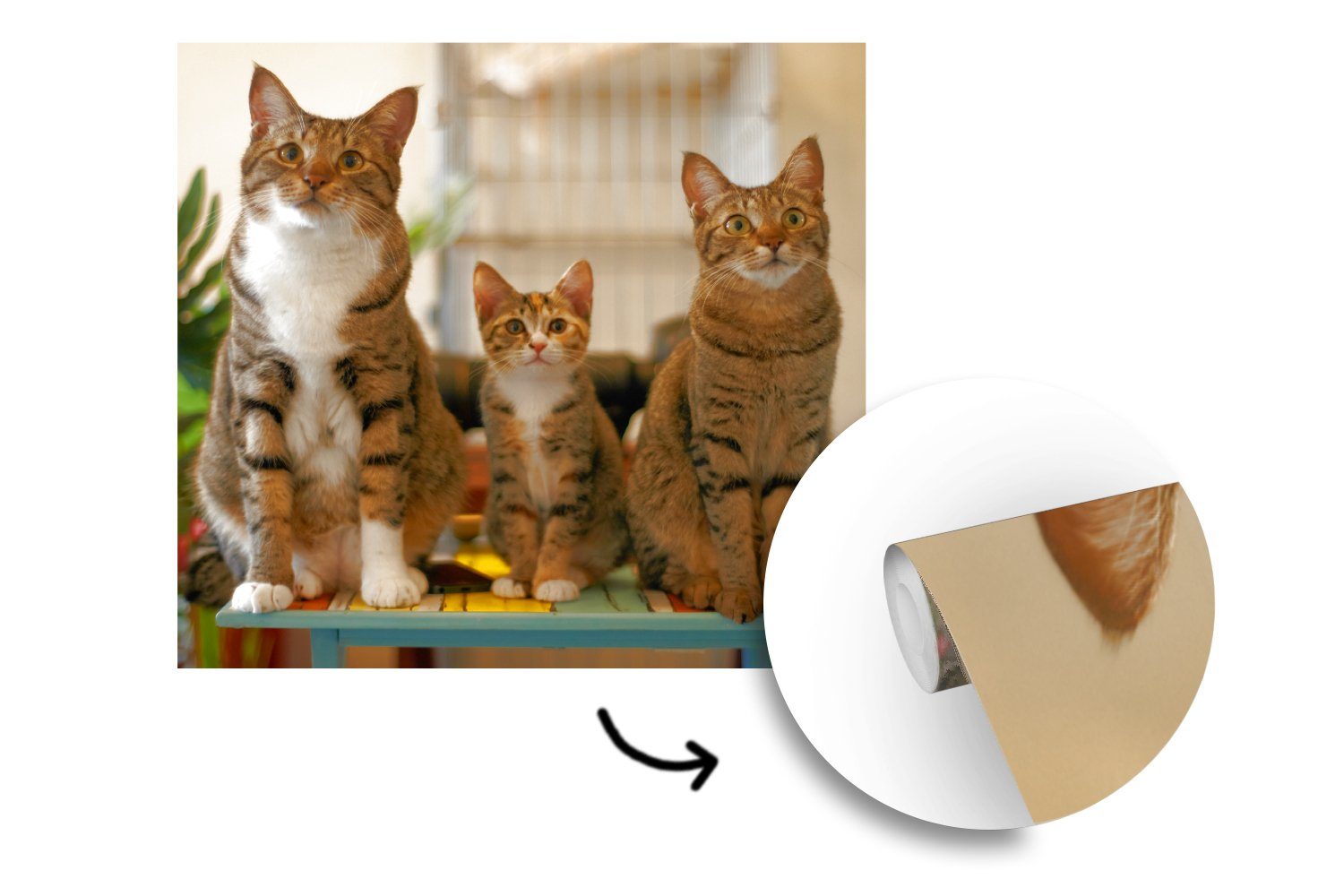 Matt, bedruckt, Drei Tapete St), (5 oder Katzen auf für Schlafzimmer, Wandtapete Fototapete MuchoWow Wohnzimmer Tisch, kleinem Vinyl
