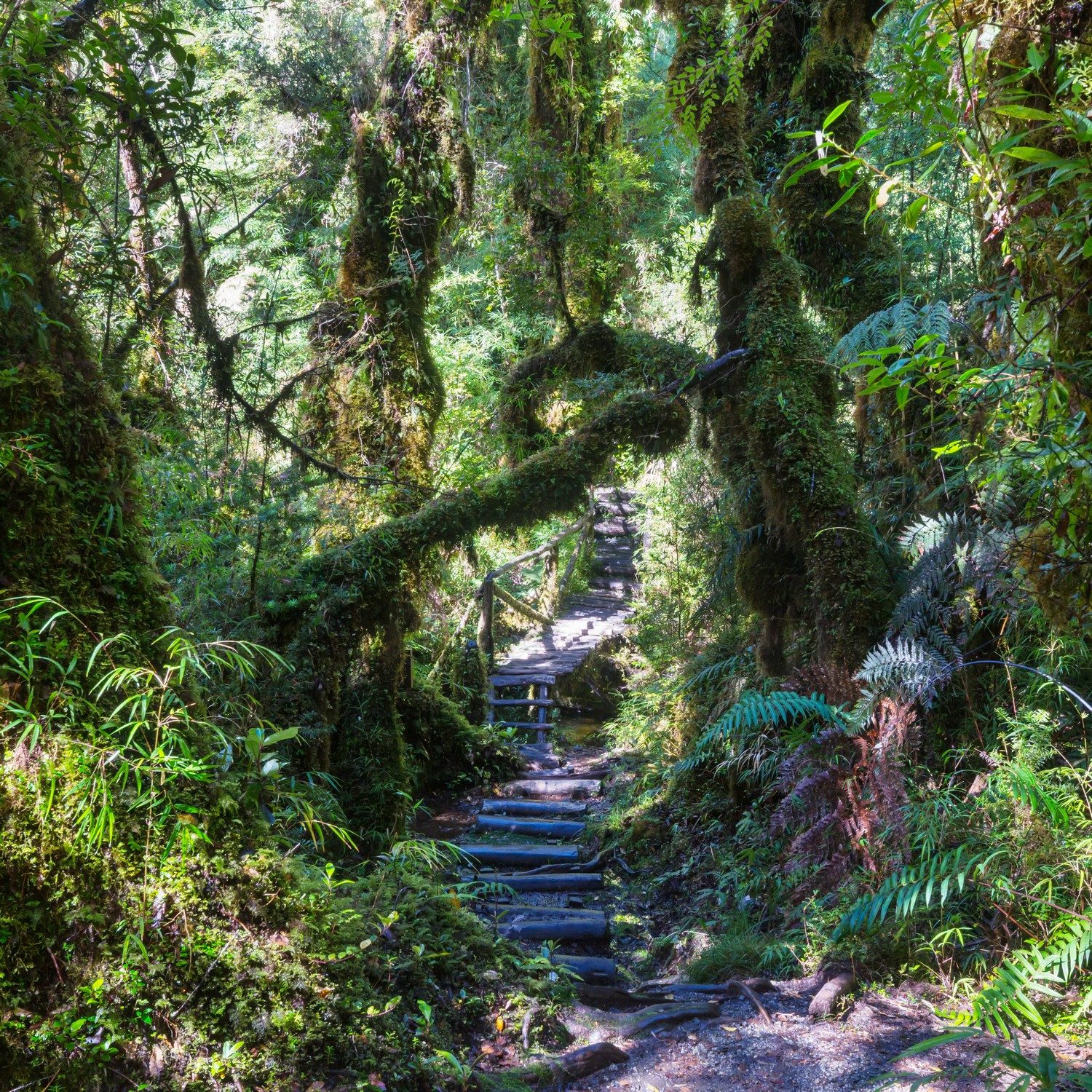 Wallario Tischplatte Weg durch den Mooswald (1 St), für Ikea Lack Tisch geeignet