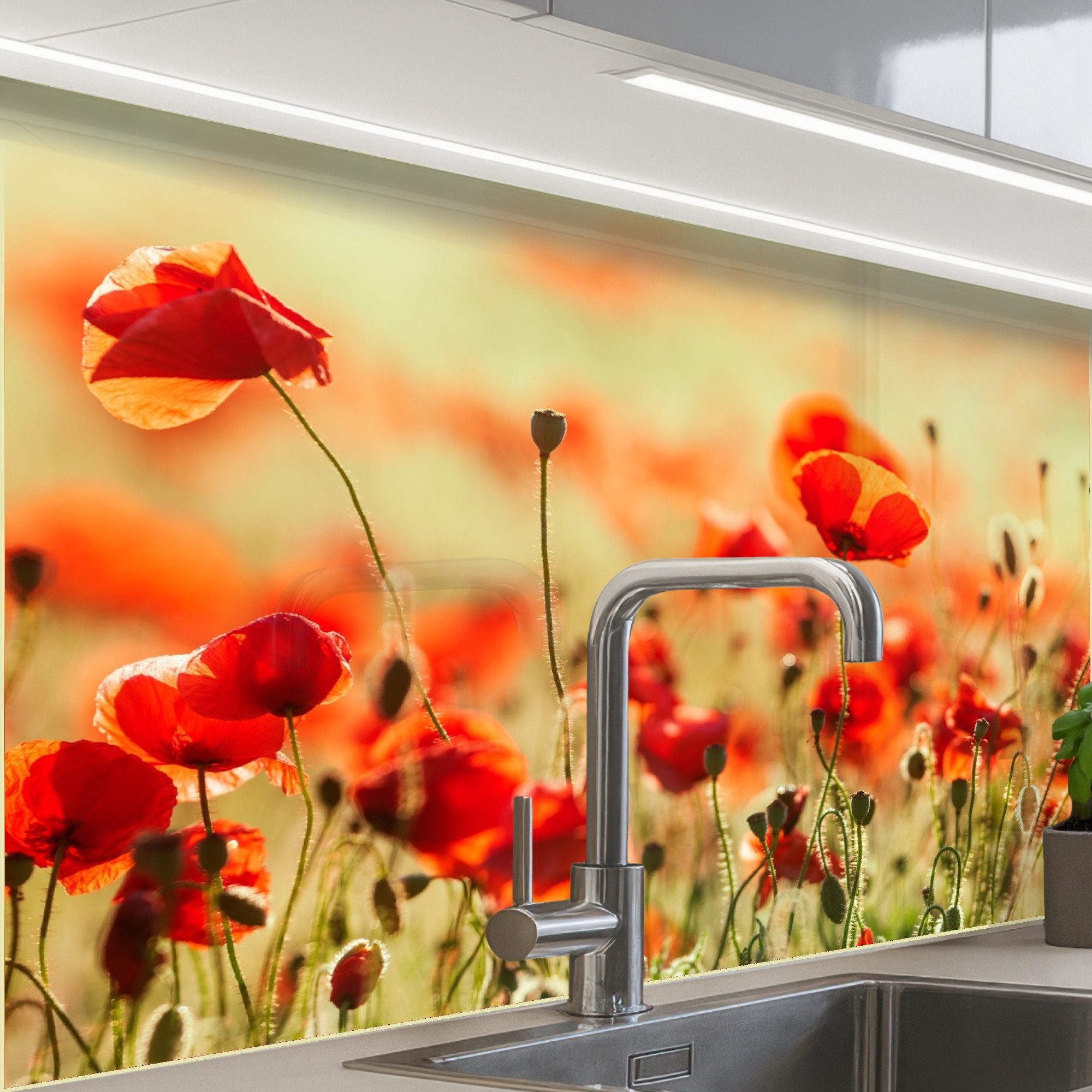 Mohnblumen – Blumen – Rot – Blumenfeld