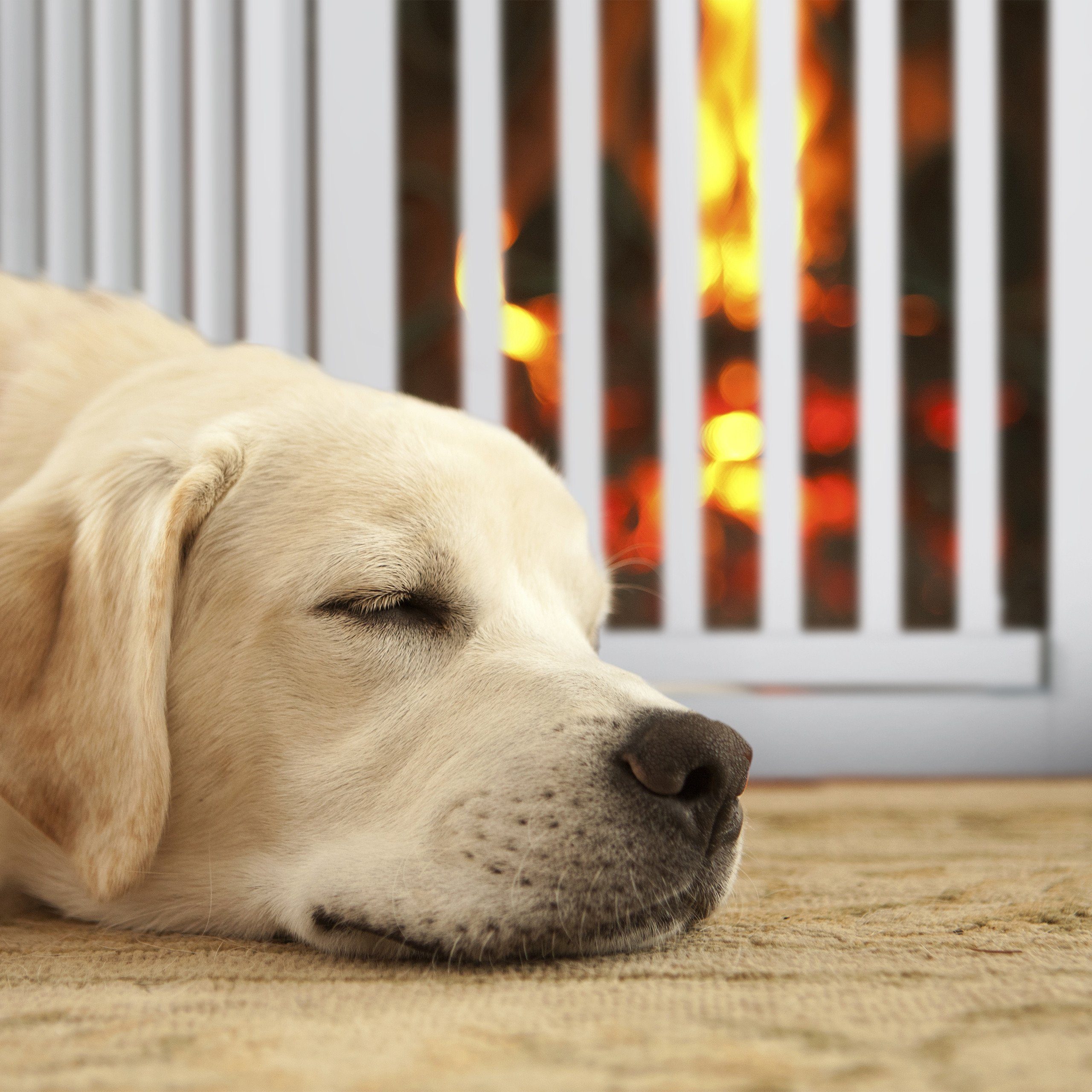 relaxdays Universalschutzgitter Weißes Absperrgitter mit Tür 70 cm hoch