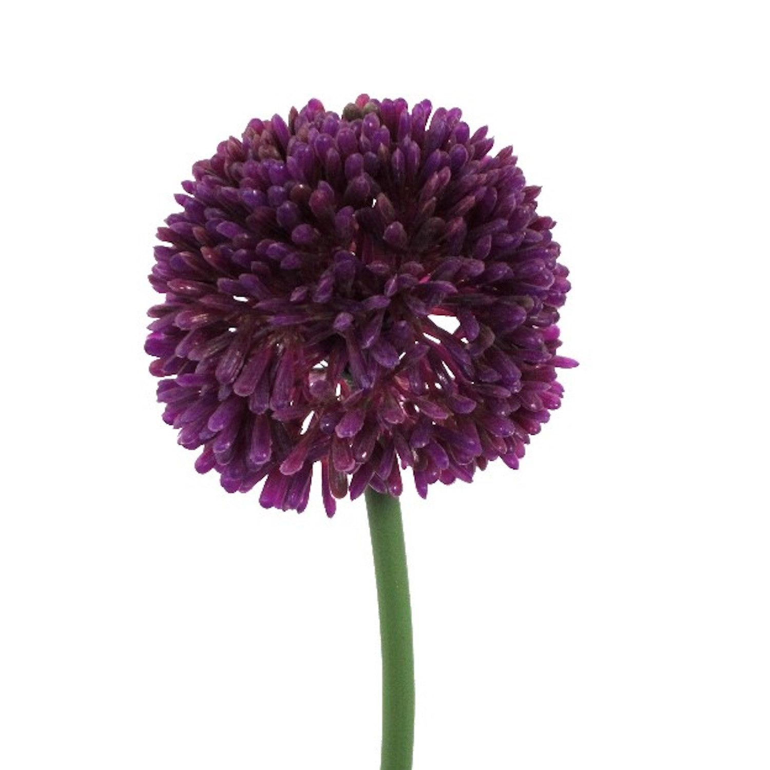 Kunstblume Einzelblume, Gasper, Höhe 44 cm günstig online kaufen
