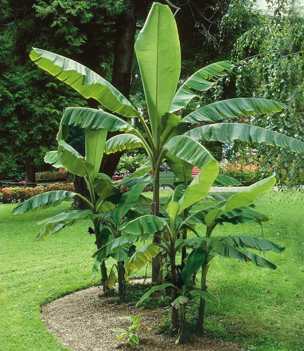 BALDUR Garten Bananenbaum Winterharte Banane 'grün', 1 St., Bananenstauden, winterhart, mehrjährig, pflegeleicht