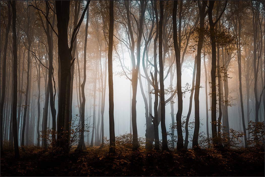 Muralo Fototapete Natur – Fototapete Wandtapete Vlies Wanddeko Wohnzimmer, bedruckt, Wald – Bäume – Landschaft, 90 x 60 cm, Vlies