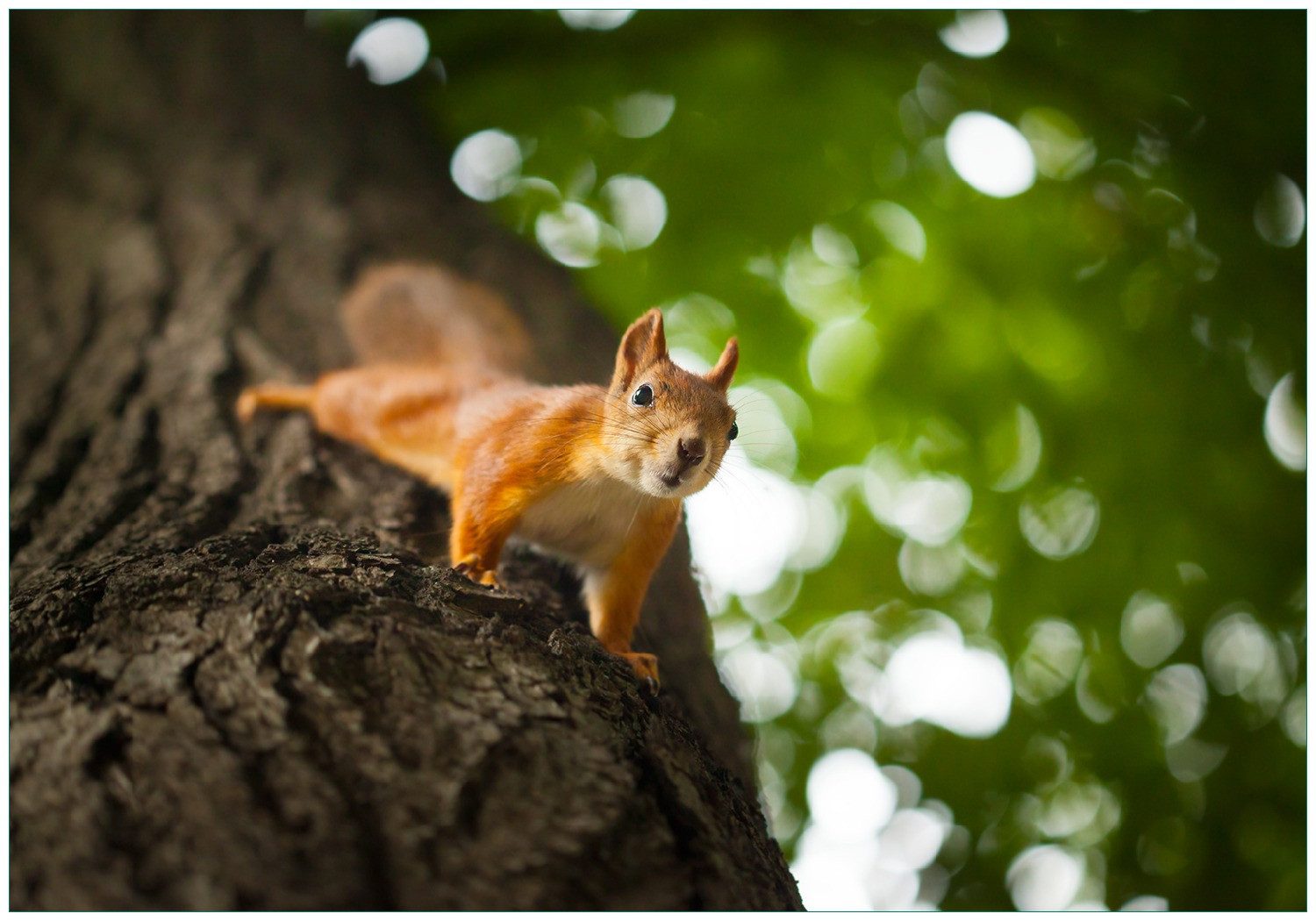 Vliestapete Süßes neugieries Eichhörnchen an einem Baum