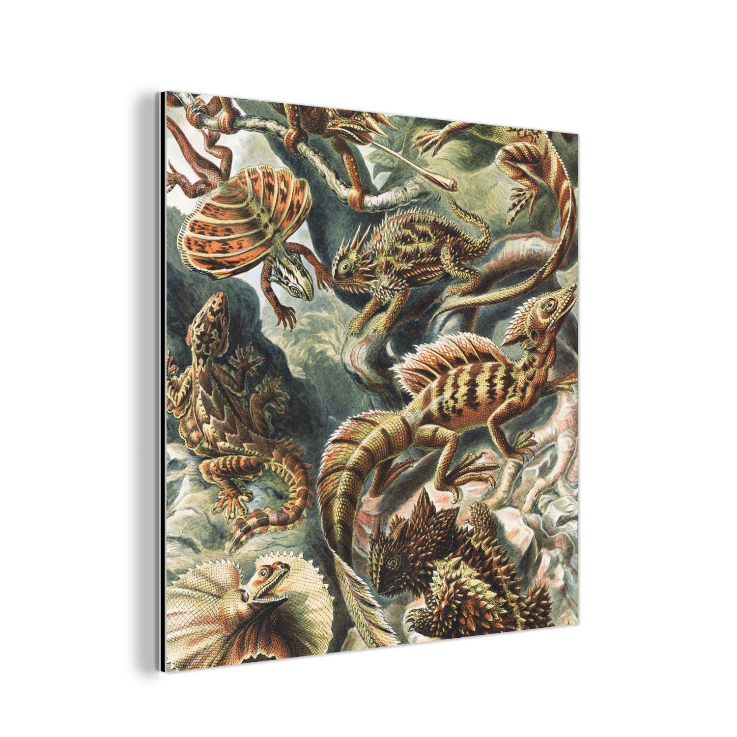 MuchoWow Metallbild Jahrgang - Kunst - Ernst Haeckel - Salamander - Tiere, (1 St), Alu-Dibond-Druck, Gemälde aus Metall, Aluminium deko