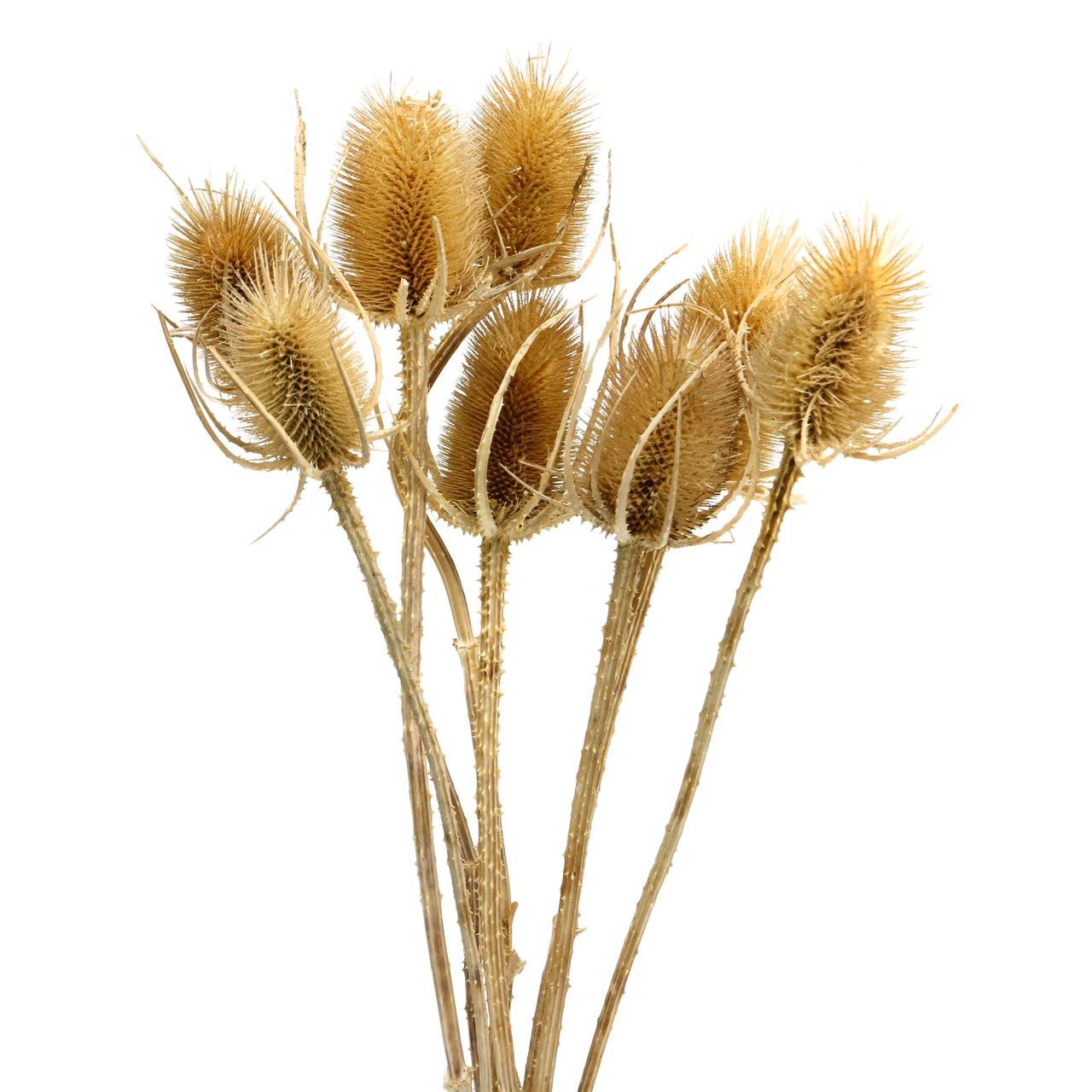 Trockenblume Trockenblumen Distelkarden für Herbstdeko und Floristik, 8 Stück, Florists Products, Höhe 9 cm