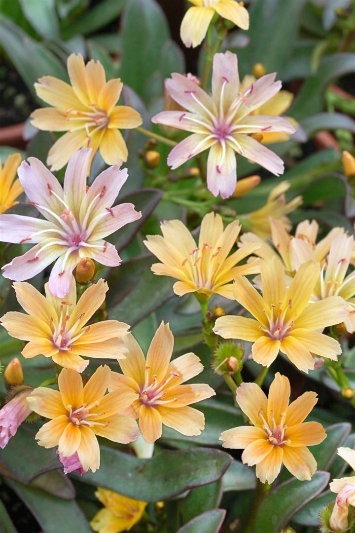 Pflanzen für Dich Staude Lewisia long. Little Peach, 1 St., Lewisie