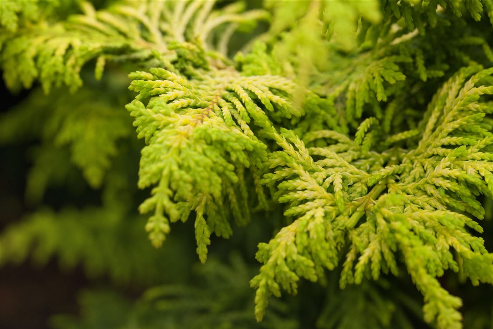 Pflanzen für Dich Konifere Chamaecyparis obt. Fernspray Gold, 1 St., Hinoki-Scheinzypresse, Scheinzypresse, goldgelb, farnähnlich