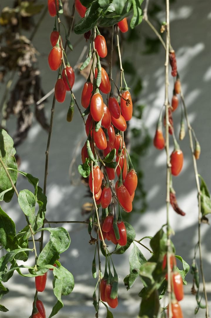 Pflanzen für Dich Obstpflanze Lycium barbarum Big Lifeberry, 1 St., Gemeiner Bocksdorn, Goji-Beere, Wolfsbeere, rote Beeren, vitaminreich