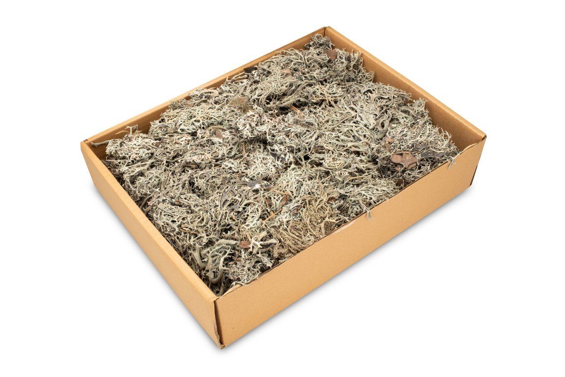 NaDeco Bastelnaturmaterial Lichen Moos in Natur, Gewicht ca. ± 450g Deko-Moos