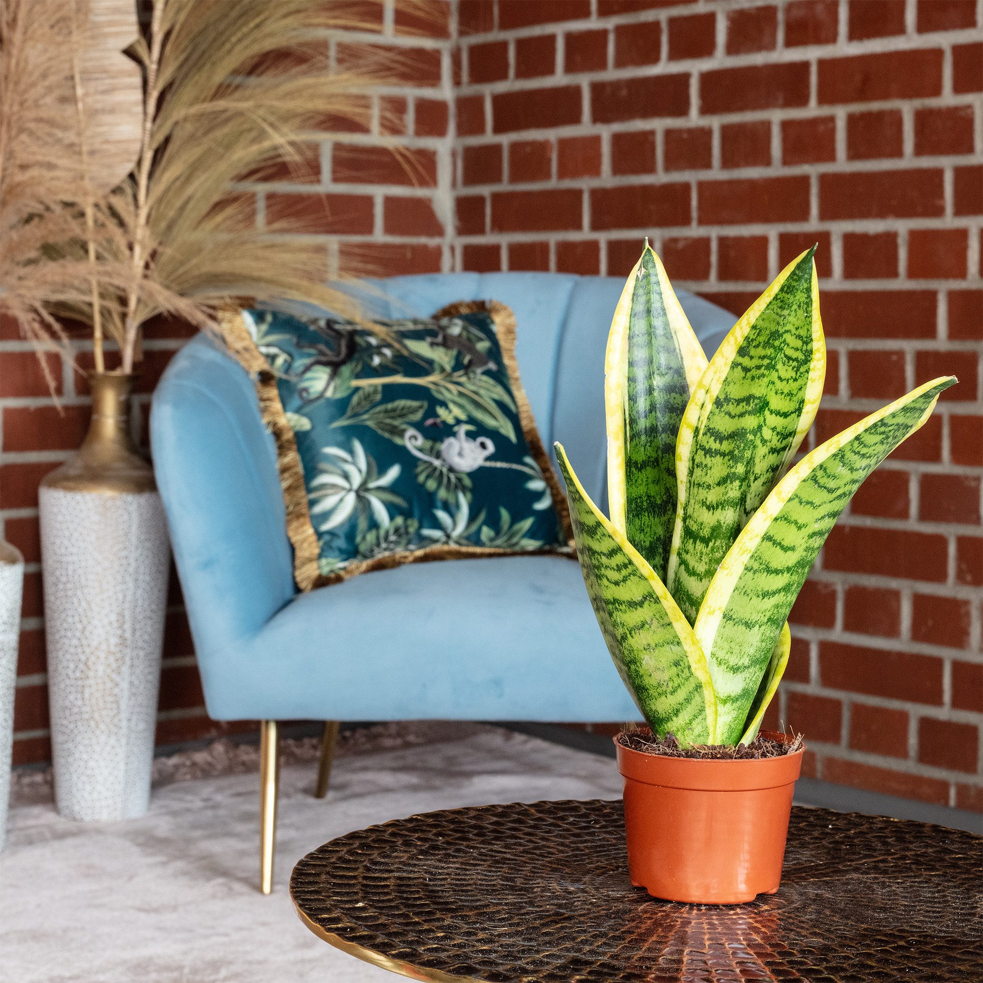 Flowerbox Zimmerpflanze Bogenhanf - Sansevieria trifasciata, pflegeleicht - Höhe ca. 30 cm, Topf-Ø 9 cm