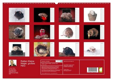 CALVENDO Wandkalender Ratten. Kleine Nager, großes Herz. (Premium, hochwertiger DIN A2 Wandkalender 2023, Kunstdruck in Hochglanz)