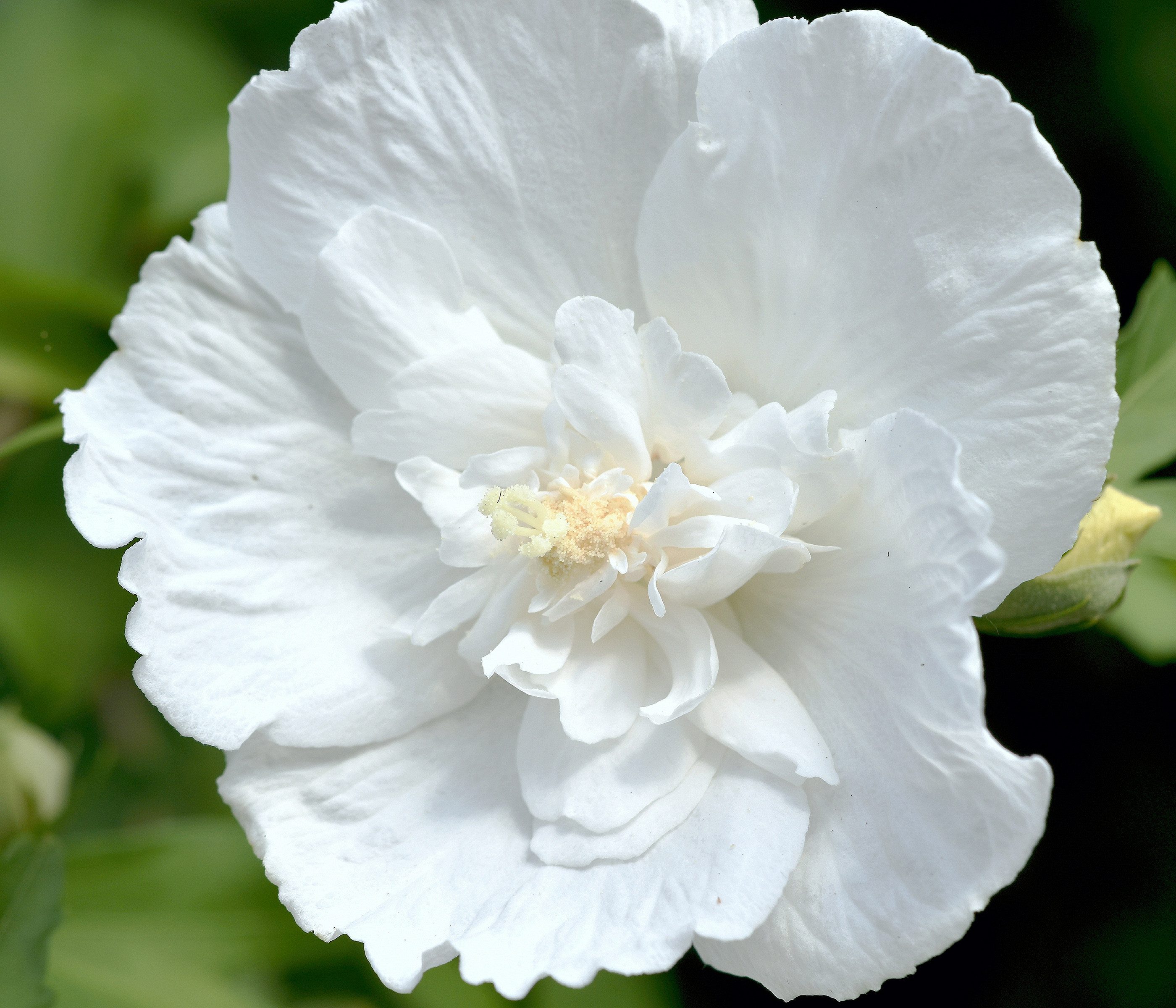 Dehner Zierstrauch Hibiscus White Chiffon®, Hibiscus syriacus, weiß, Garten-Eibisch, große gefüllte Blüten