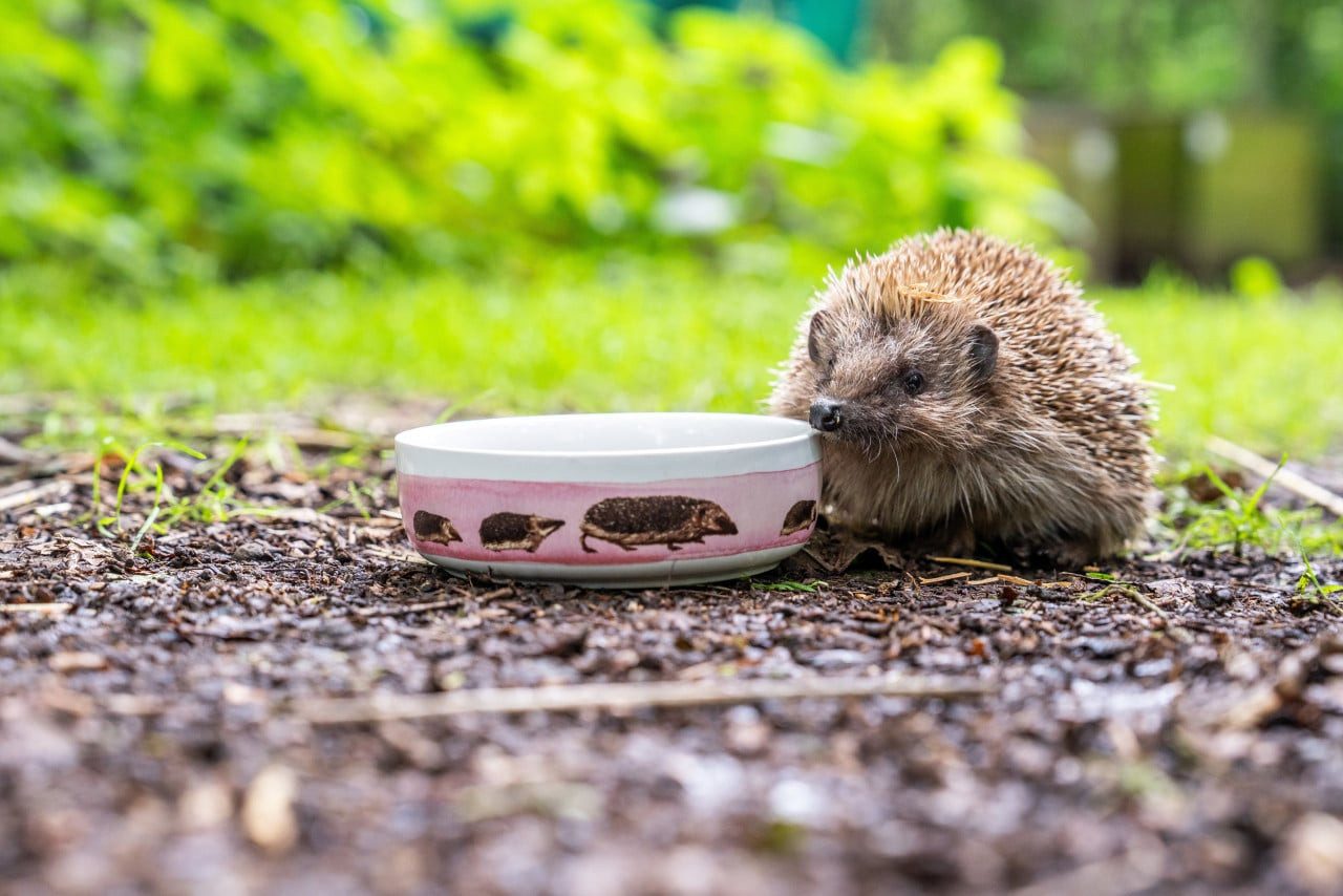 Wildlife Futternapf Futterschale für Igel