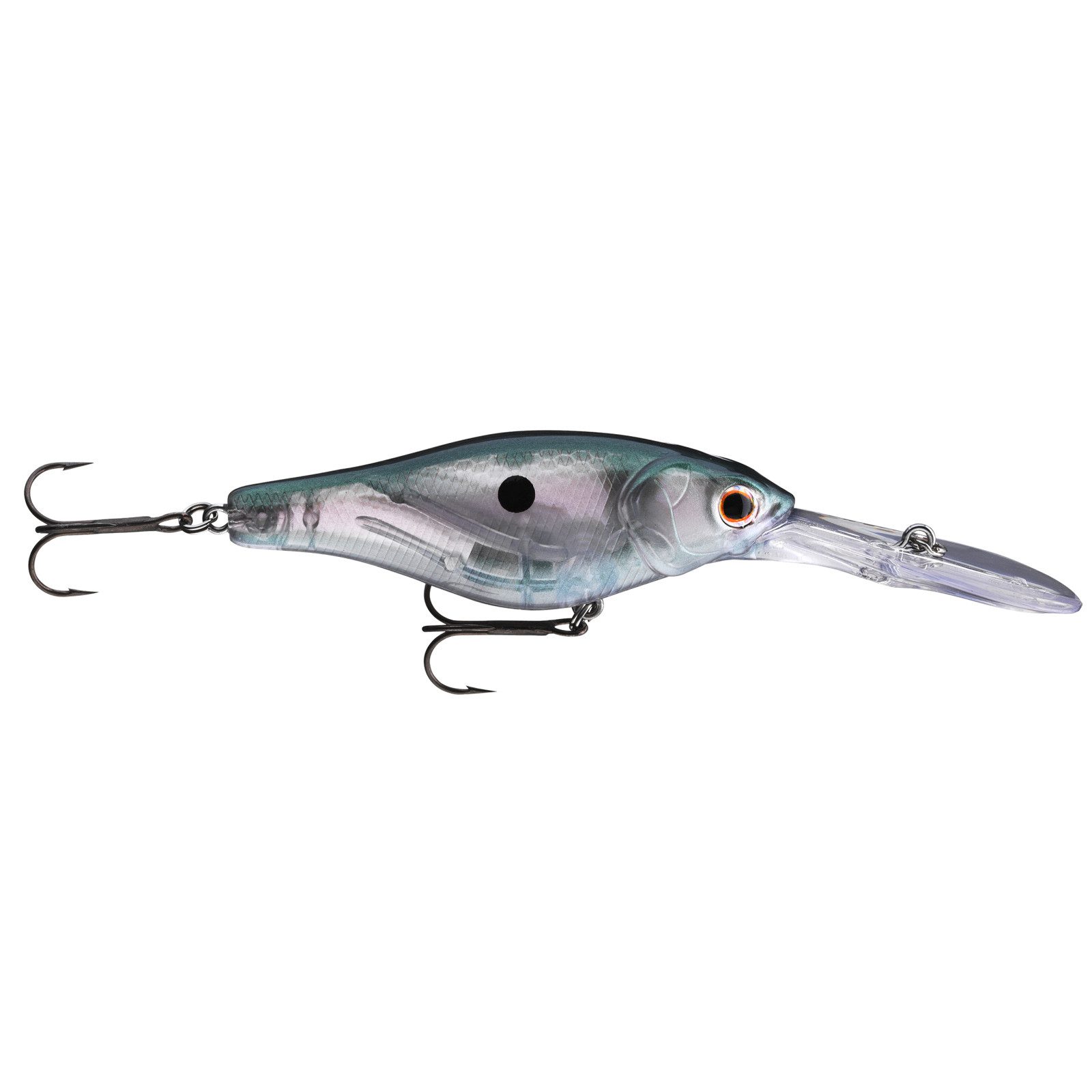 Gizzard Shad