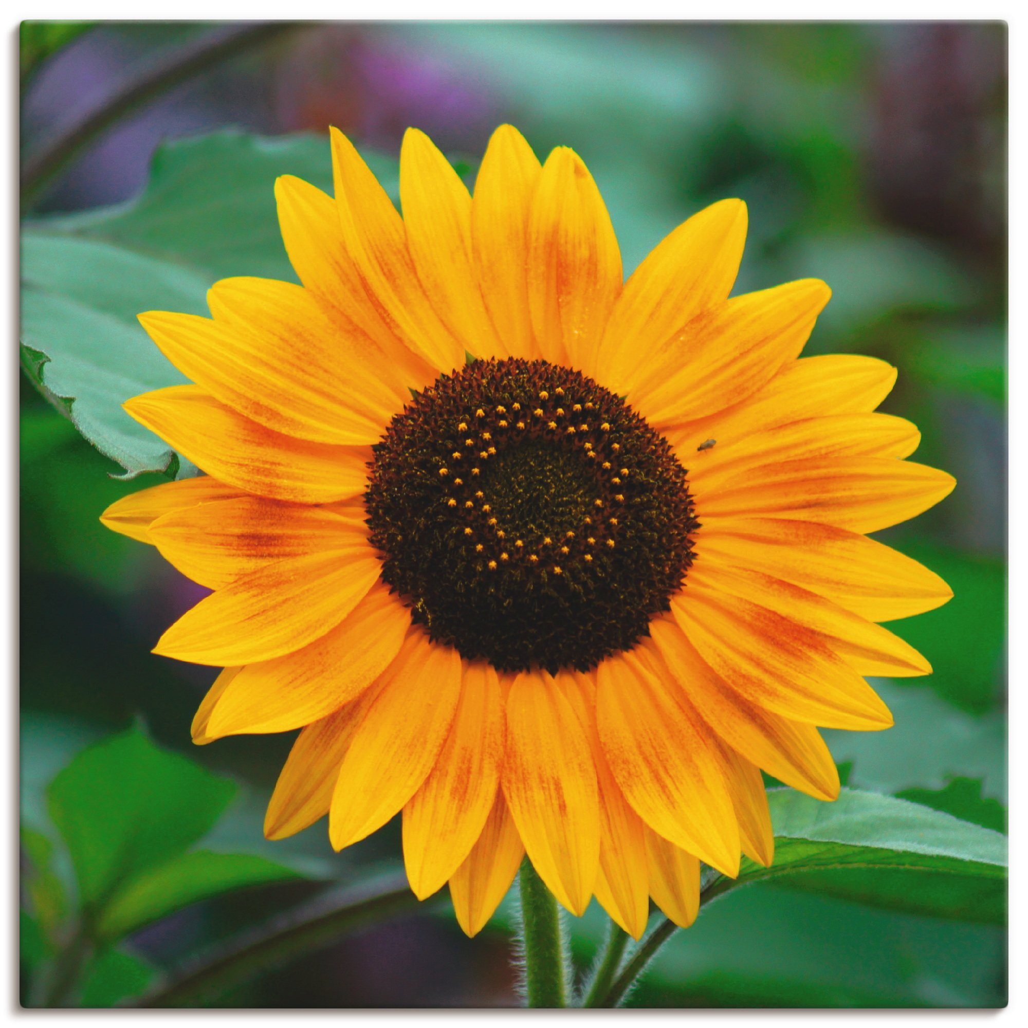 Artland Wandbild Sonnenblume, Blumen (1 St), als Alubild, Leinwandbild, Wandaufkleber oder Poster in versch. Größen