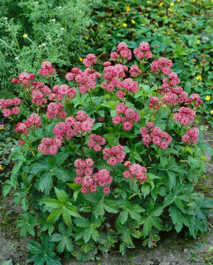 Pflanzen für Dich Staude Astrantia major Rosensinfonie, 1 St., Große Sterndolde