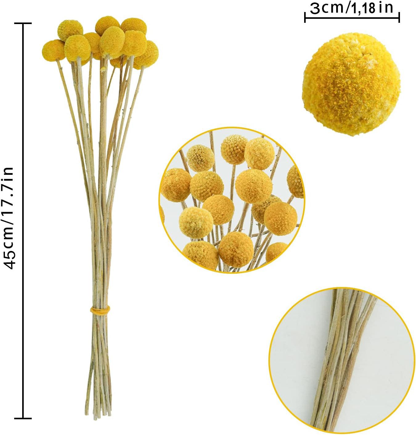 Trockenblume Pampasgras Getrocknete Craspedia Globosa 30 Stück Trockenblumen, Toomoke, Höhe 45 cm, Getrocknete Blumen für Blumenarrangements, Hochzeit,Vase,Deko – Bild 4 von 5