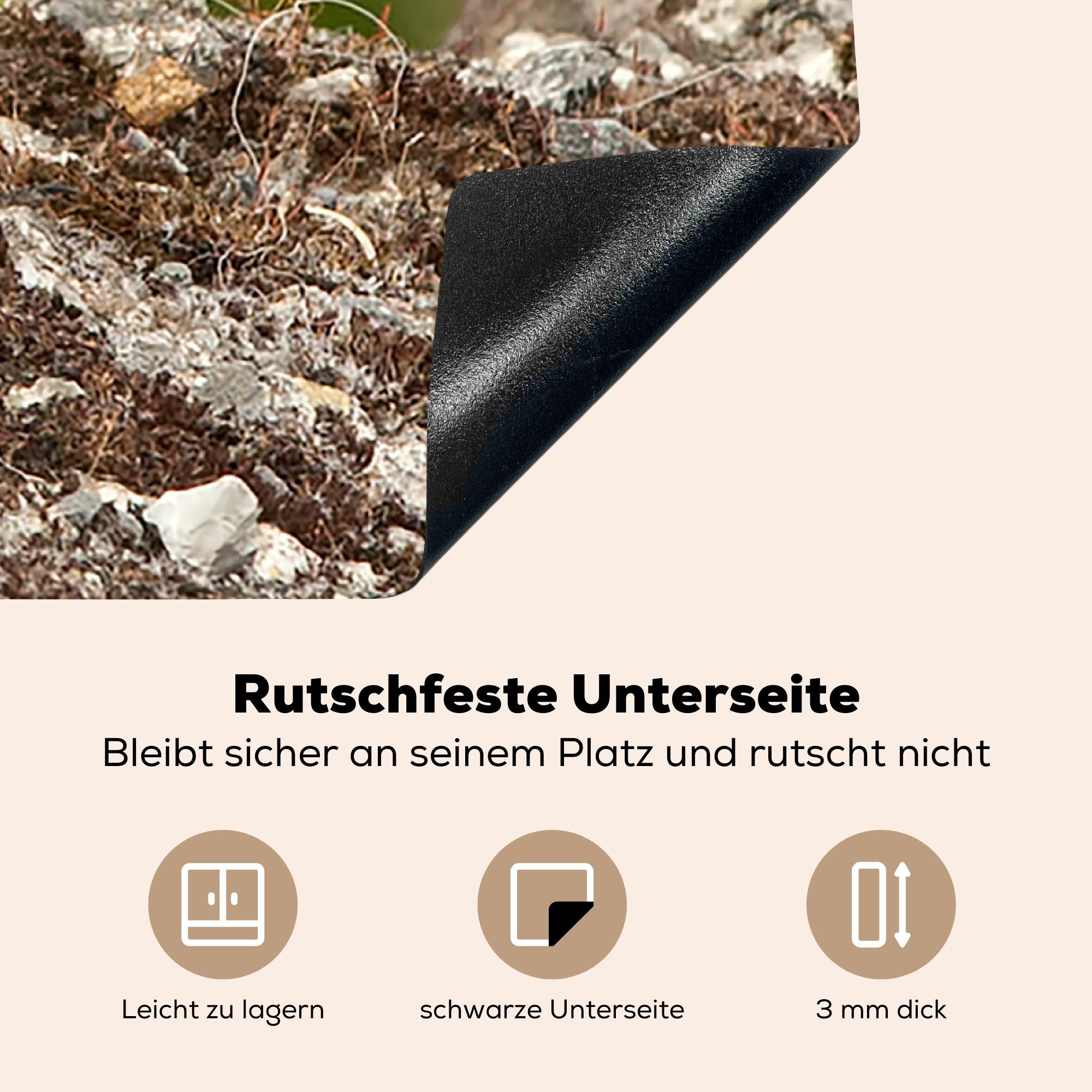 Felsen, für MuchoWow Vinyl, tlg), Bachstelze 78x78 (1 einem einer küche Herdblende-/Abdeckplatte Ceranfeldabdeckung, auf Nahaufnahme Arbeitsplatte cm,