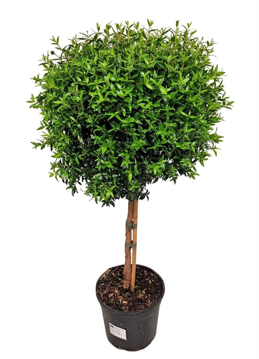 meinvipshop Topfpflanze Echte Myrte Myrtus 65cm XXL