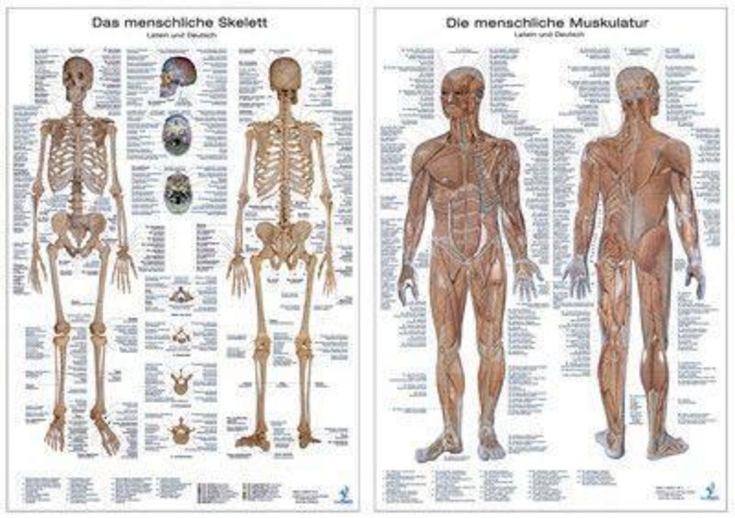 Anatomie Lerntafeln im Doppelpack / diverse