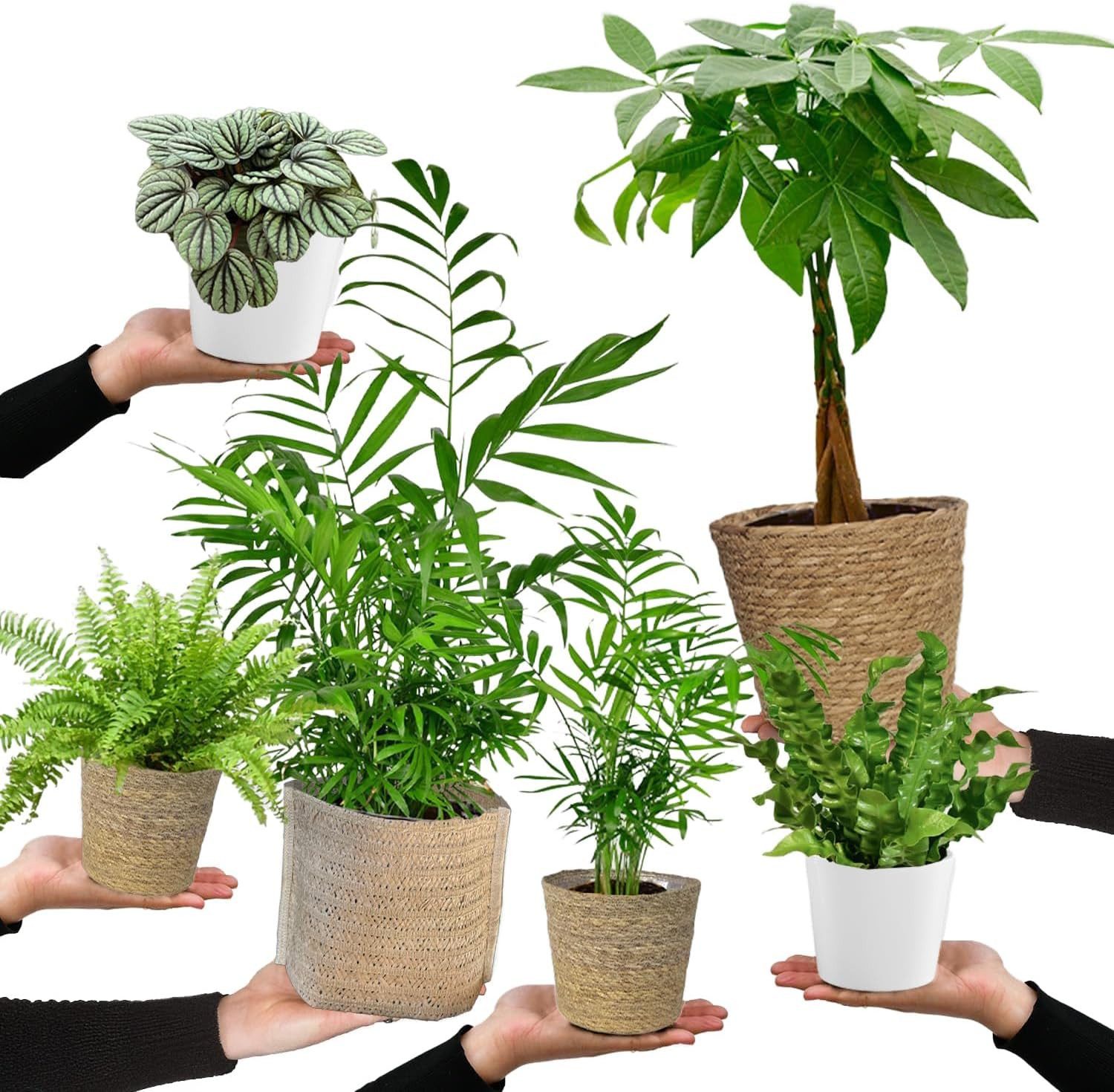 Green Me Up Zimmerpflanze 6er Box Happy Cat, Pflegeleicht, Wächst in Erde, Ungiftig für Tiere und Kinder