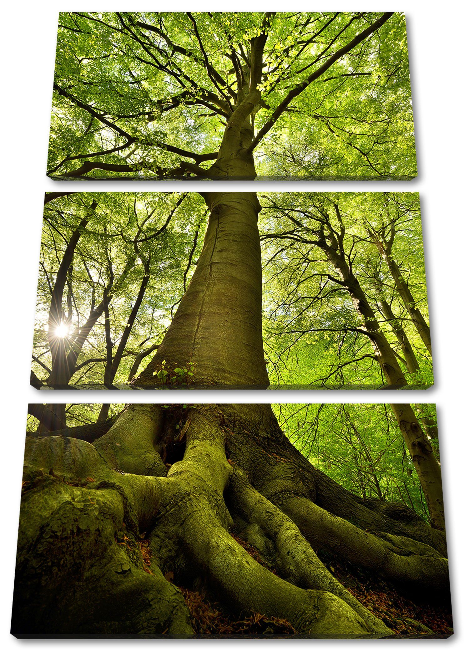 im bespannt, Baum Leinwandbild im Pixxprint St), inkl. (120x80cm) Dschungel, Riesiger (1 Leinwandbild Baum Riesiger Zackenaufhänger fertig Dschungel 3Teiler