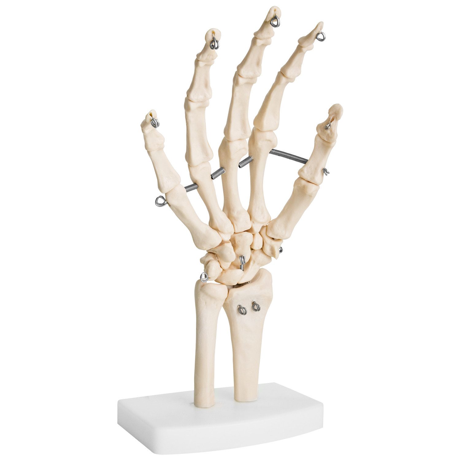 MedMod Dekoobjekt Menschliche Hand Anatomie Lehrmodell Knochenmodell Lebensgroß