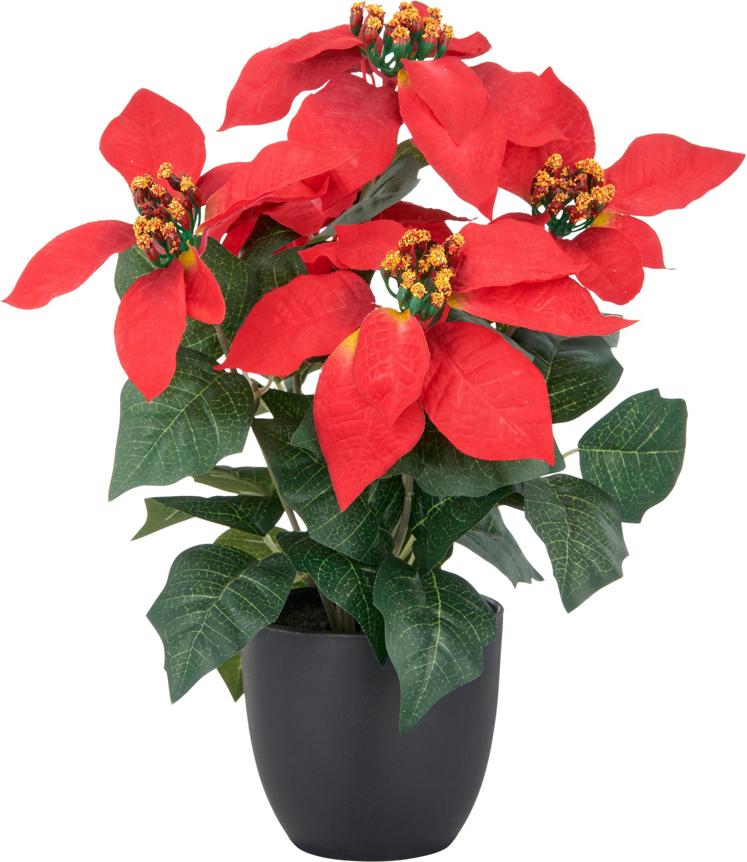 Winterliche Kunstpflanze Set aus Weihnachtsstern und Tannenbäumchen, im Übertopf, OTTO home, Höhe 43 cm, in naturgetreuer Ausführung – Bild 2 von 5