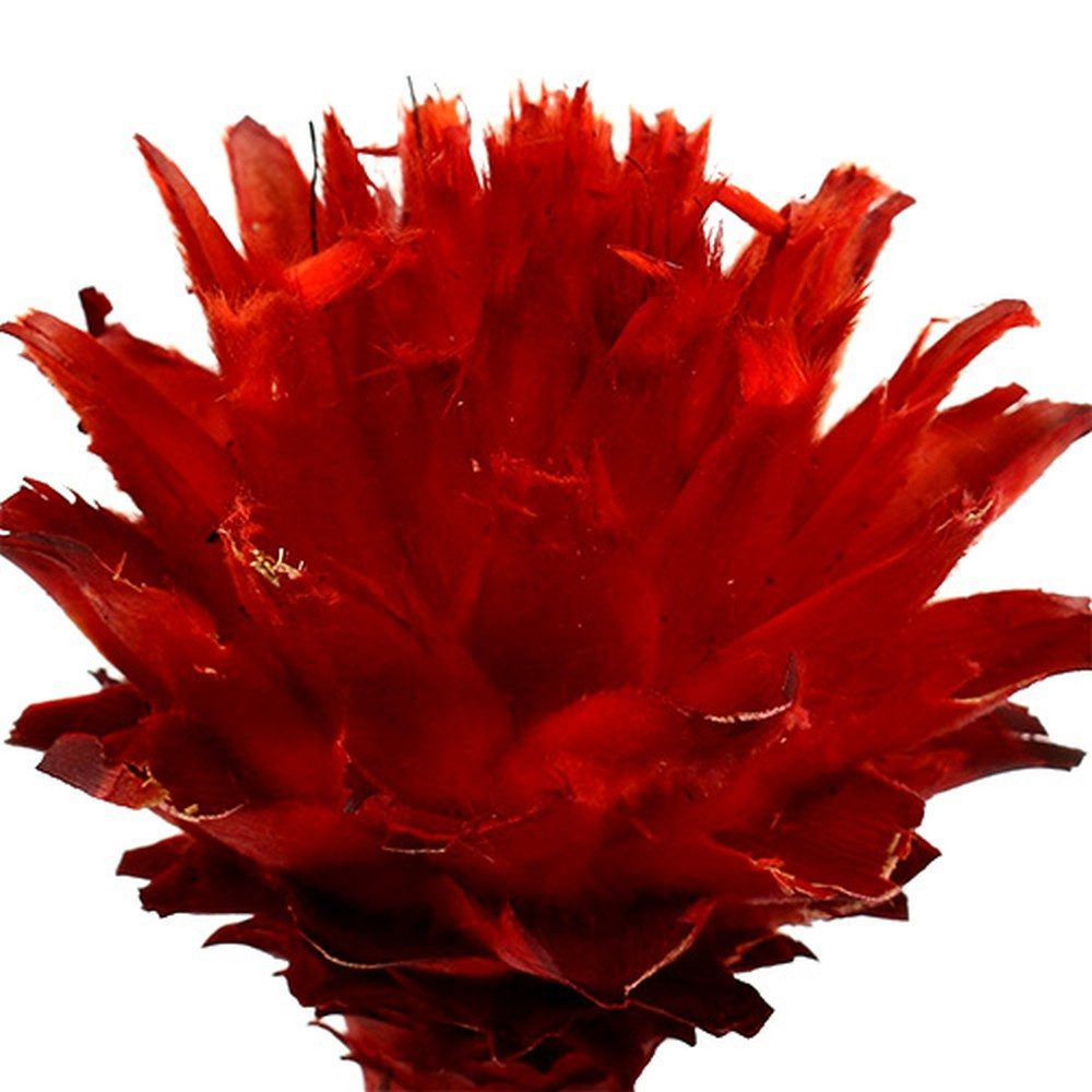 Trockenblume Plumosum 1 Rot 25 St günstig online kaufen