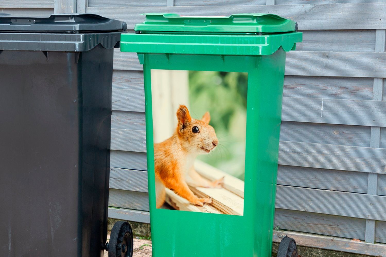 durchs Mülltonne, schaut lächelnd Abfalbehälter (1 Eichhörnchen Mülleimer-aufkleber, MuchoWow St), Fenster Sticker, Wandsticker Container,