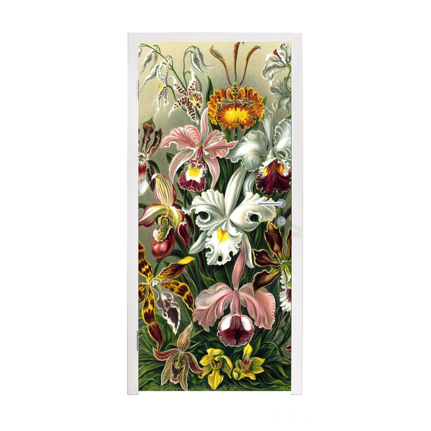 MuchoWow Türtapete Orchidee - Haeckel - Kunst, Matt, bedruckt, (1 St), Fototapete für Tür, Türaufkleber, 75x205 cm